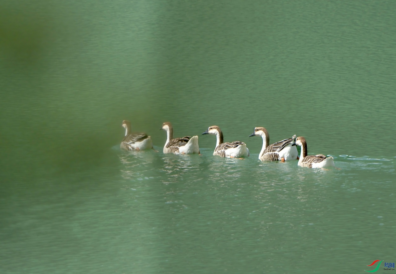 DSC04290-����ǿ ����.jpeg