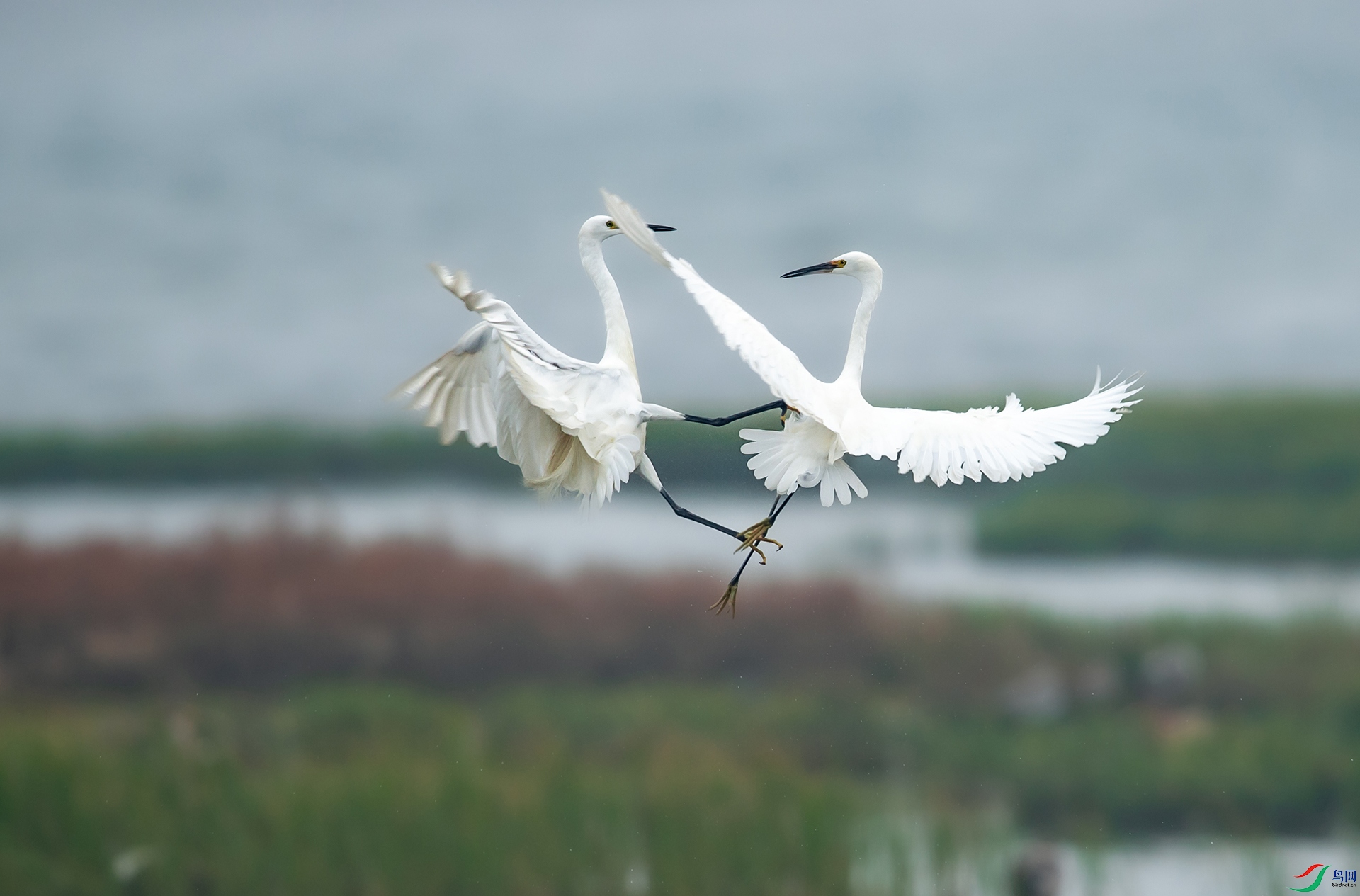 DSC_6162-1.jpg