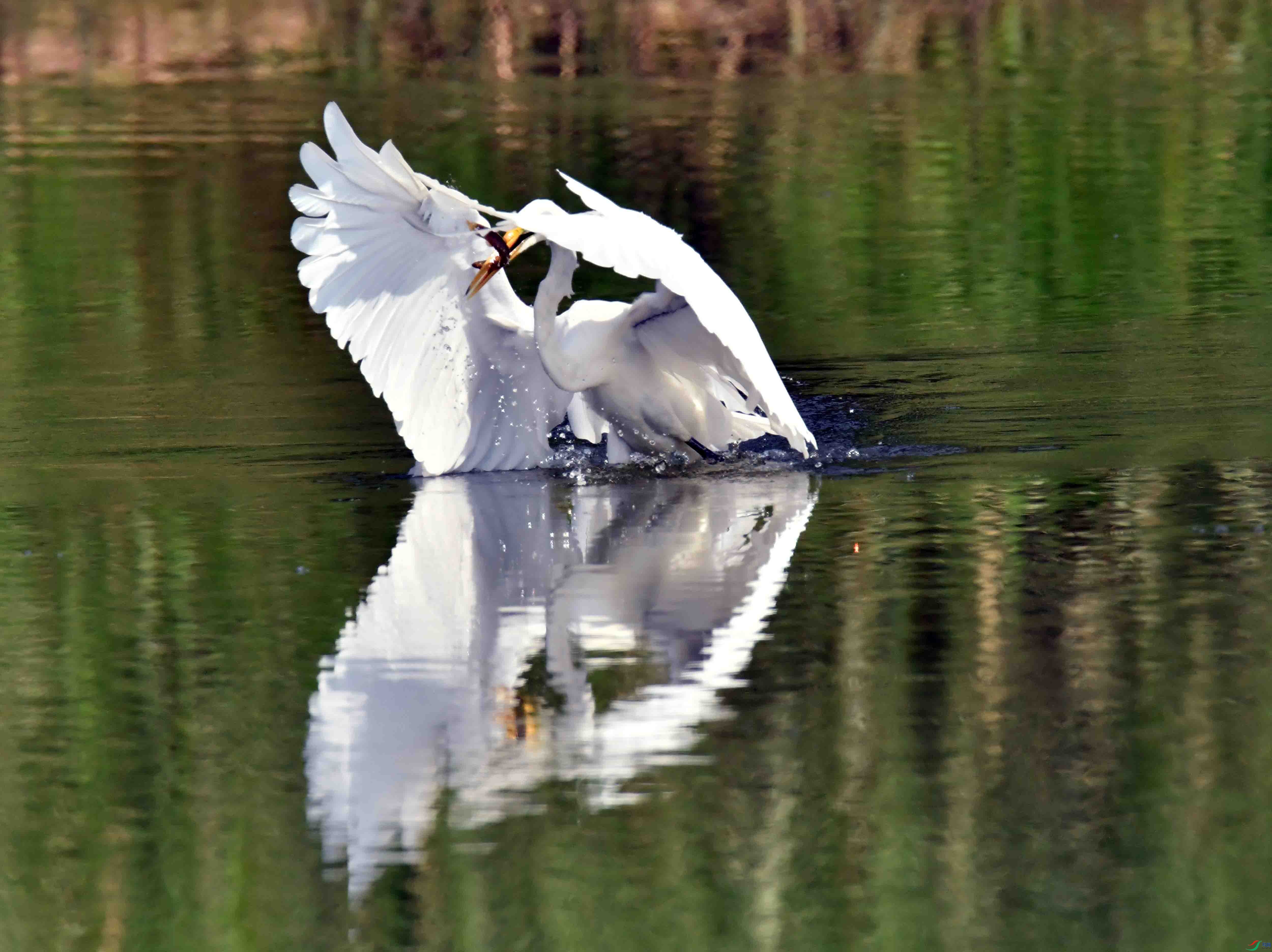 DSC_0570.JPG