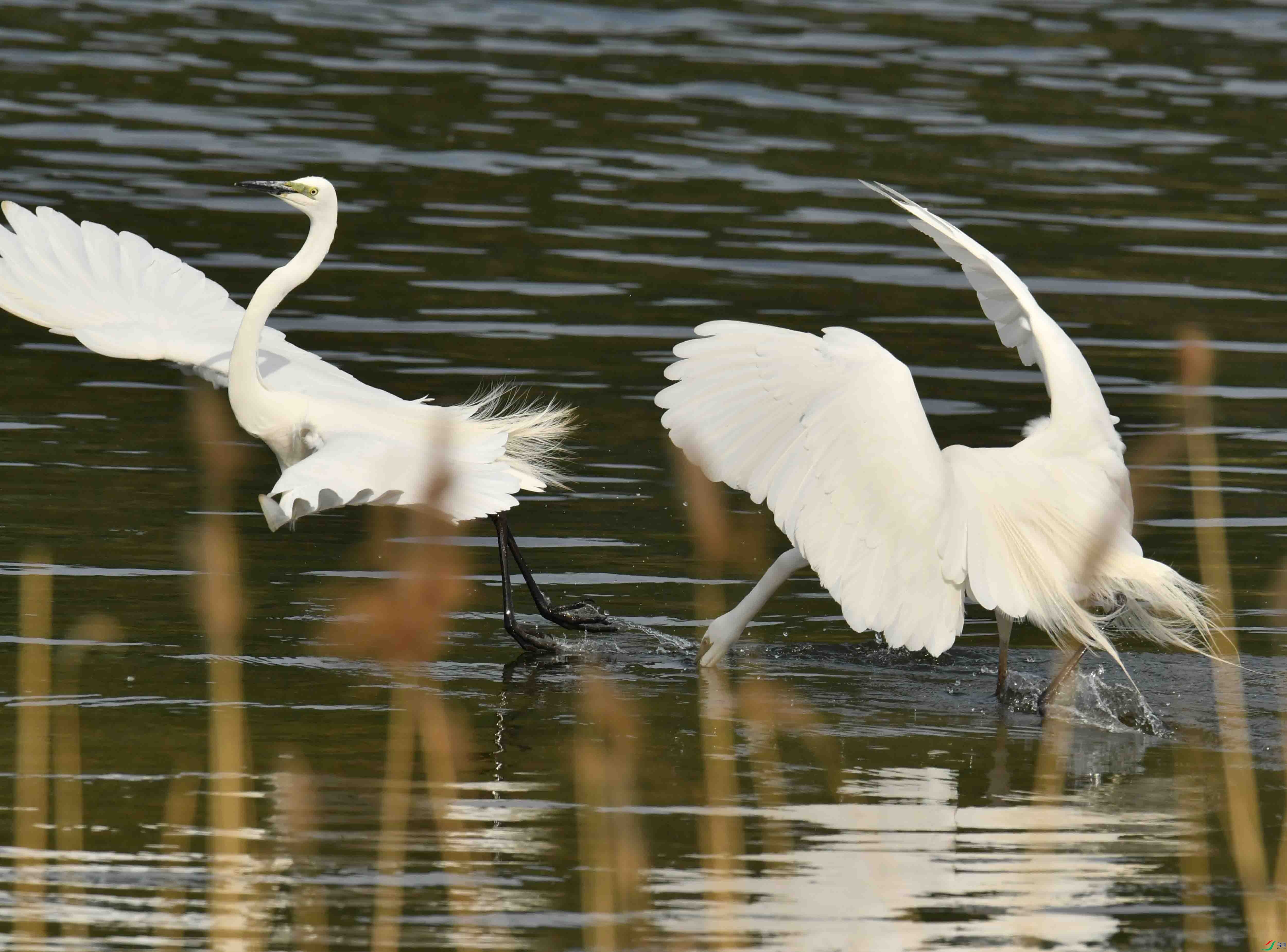DSC_4186.JPG