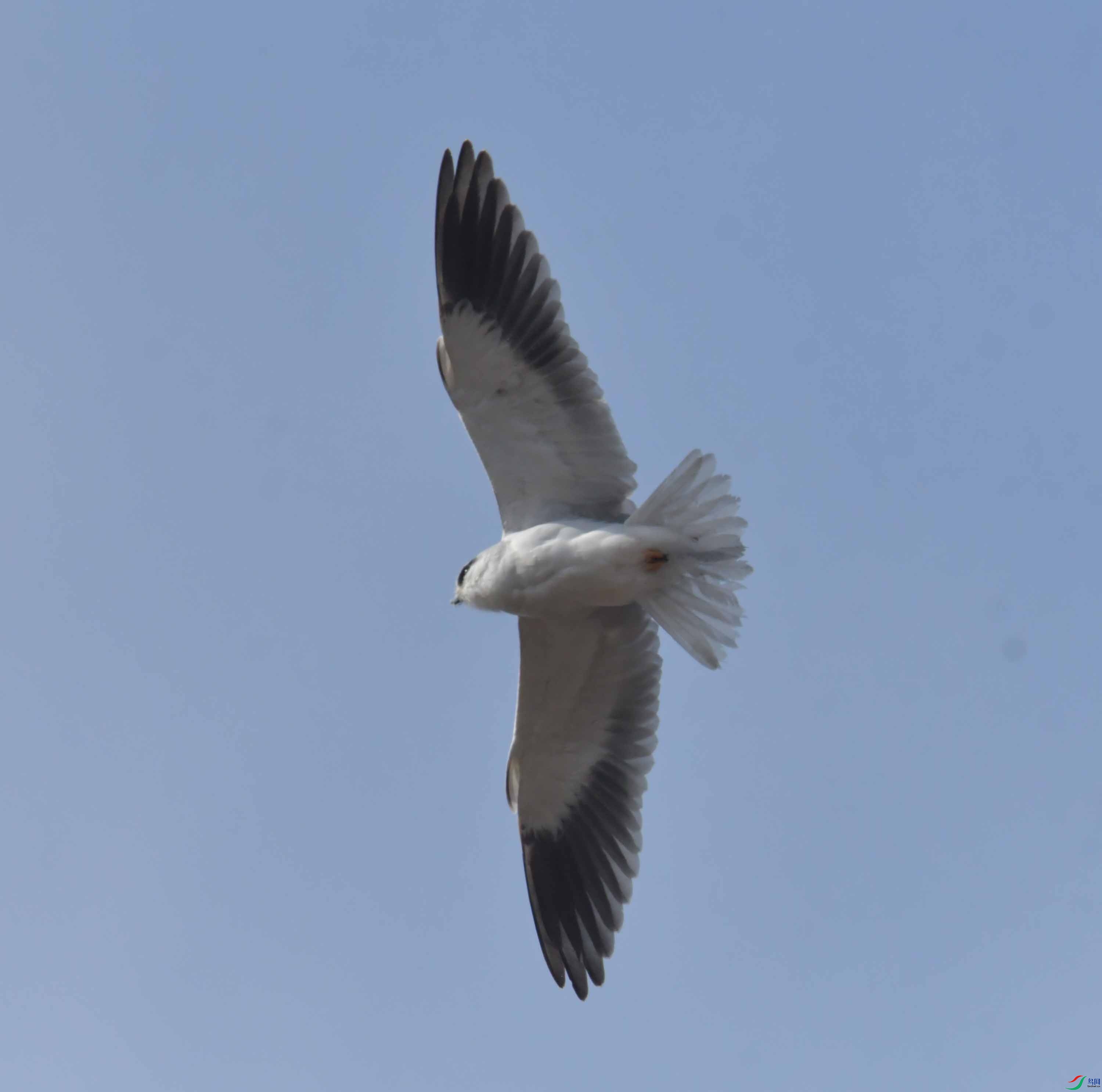 DSC_4585.JPG