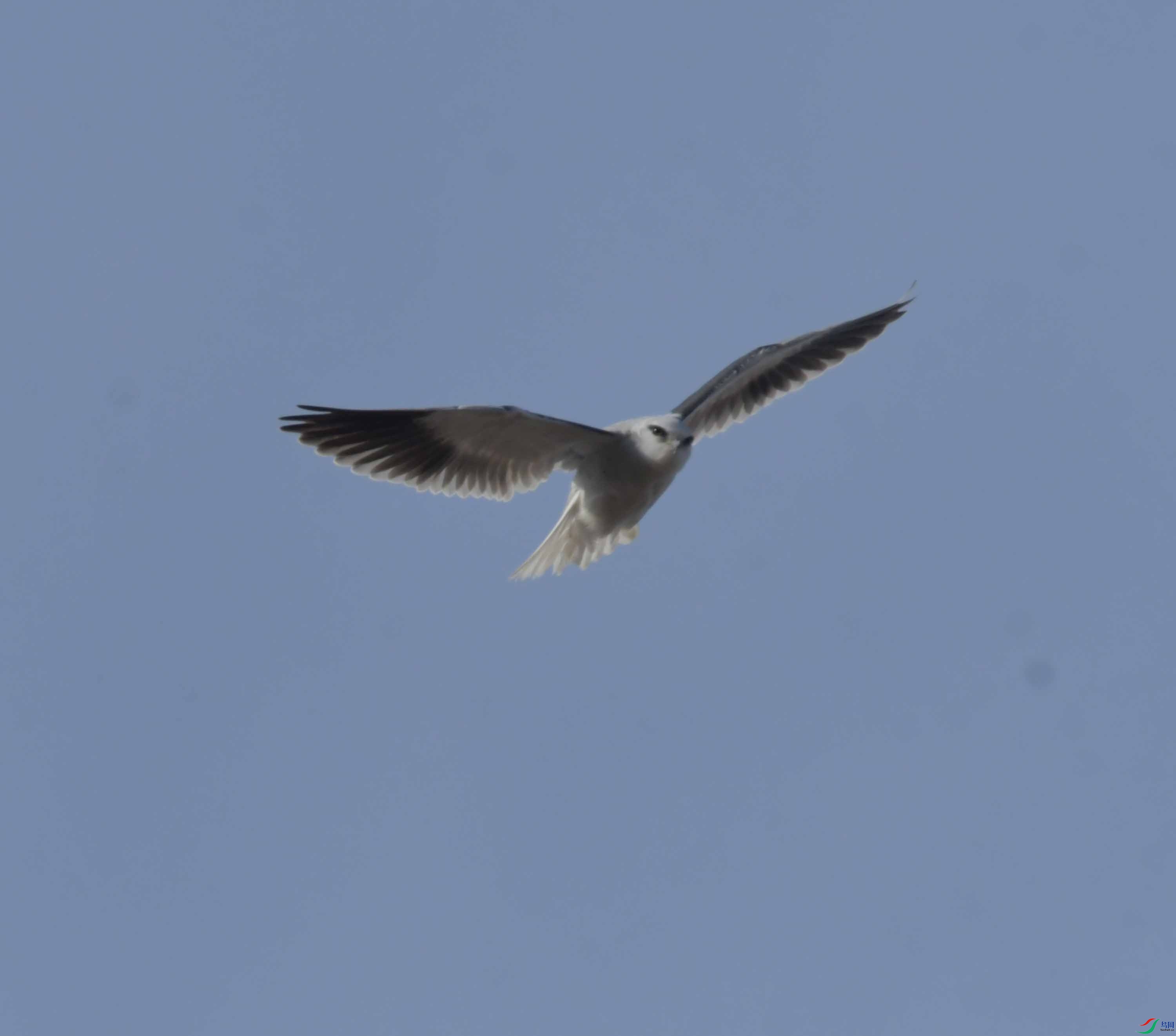 DSC_4603.JPG