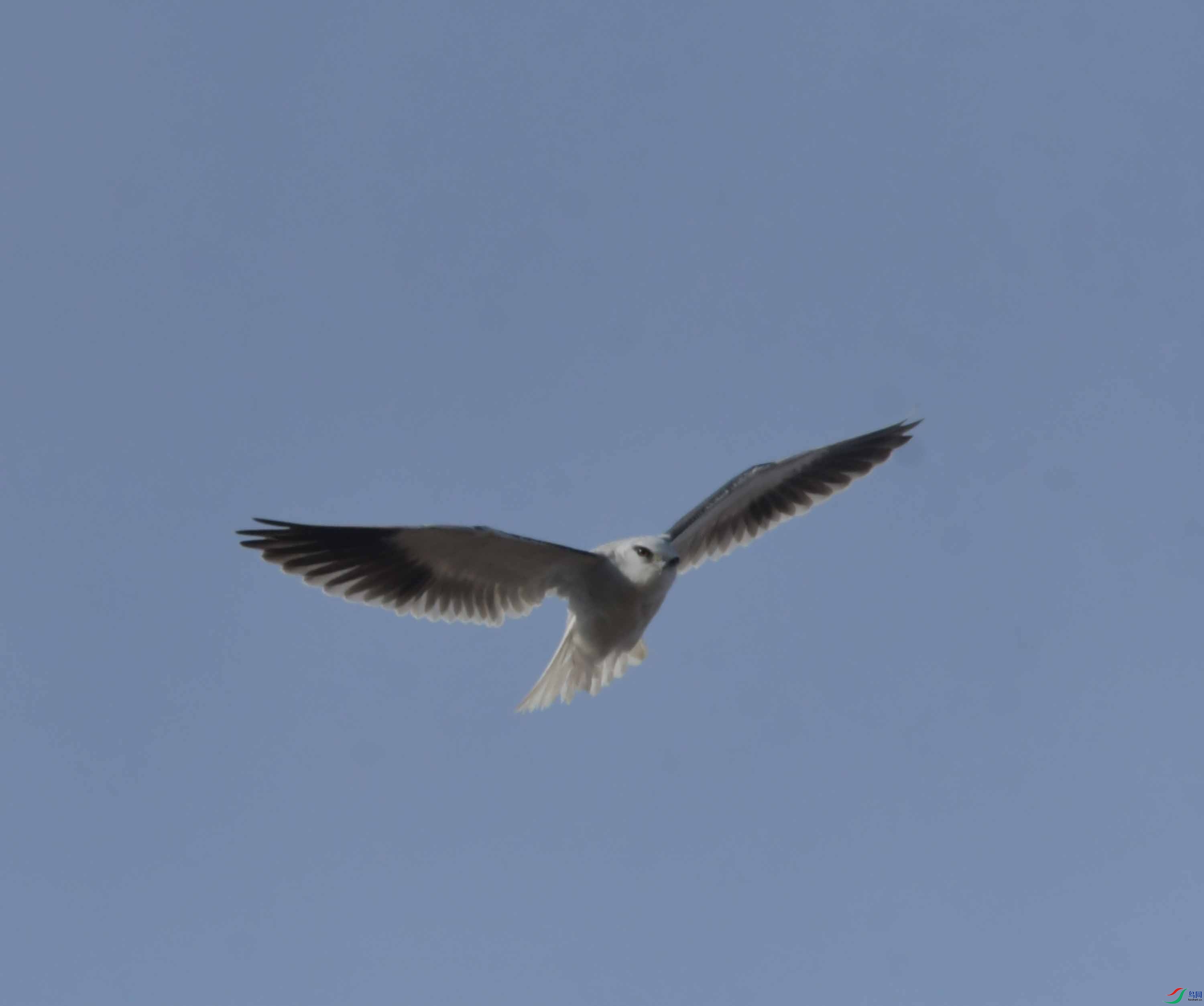 DSC_4604.JPG