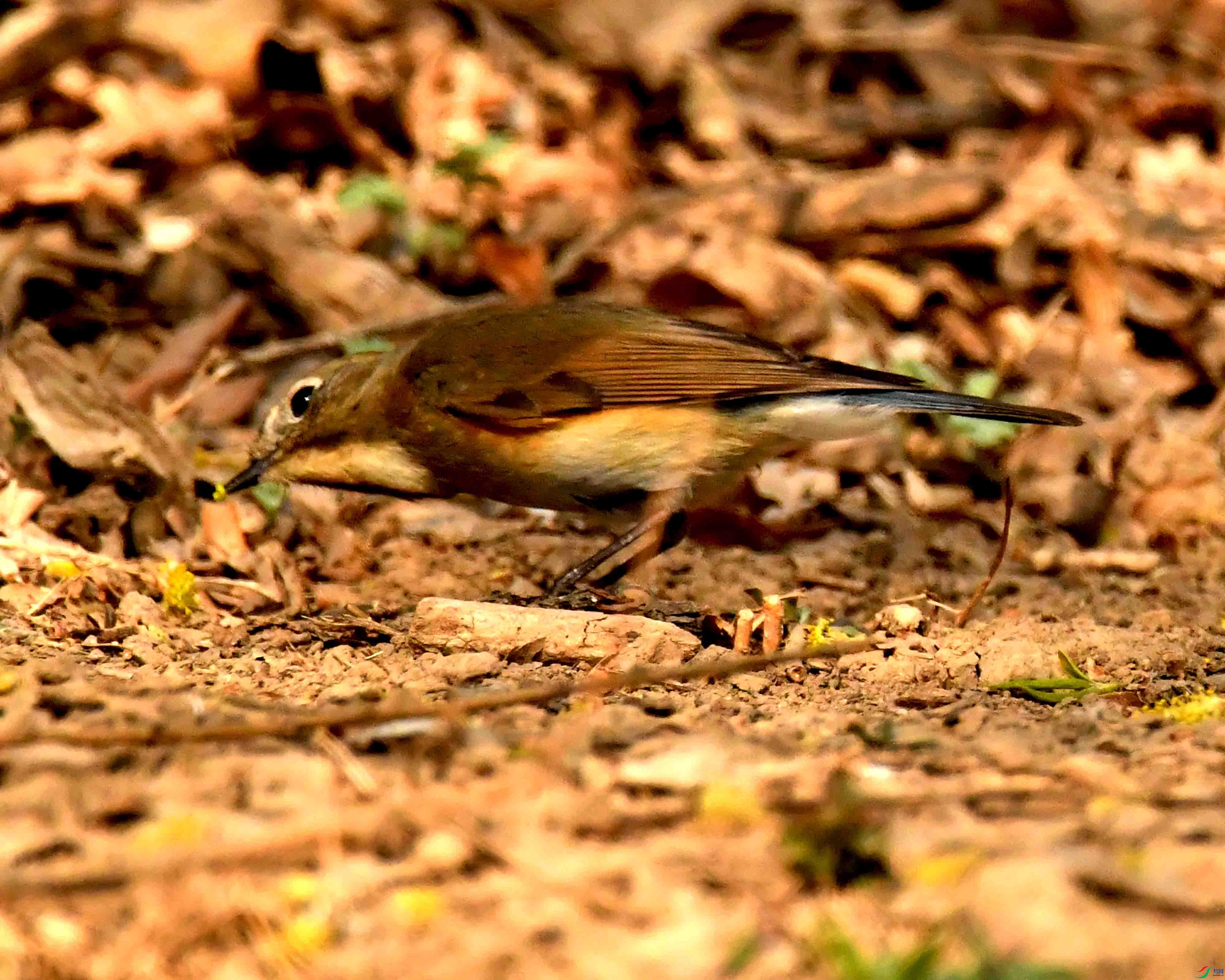 DSC_2121.JPG