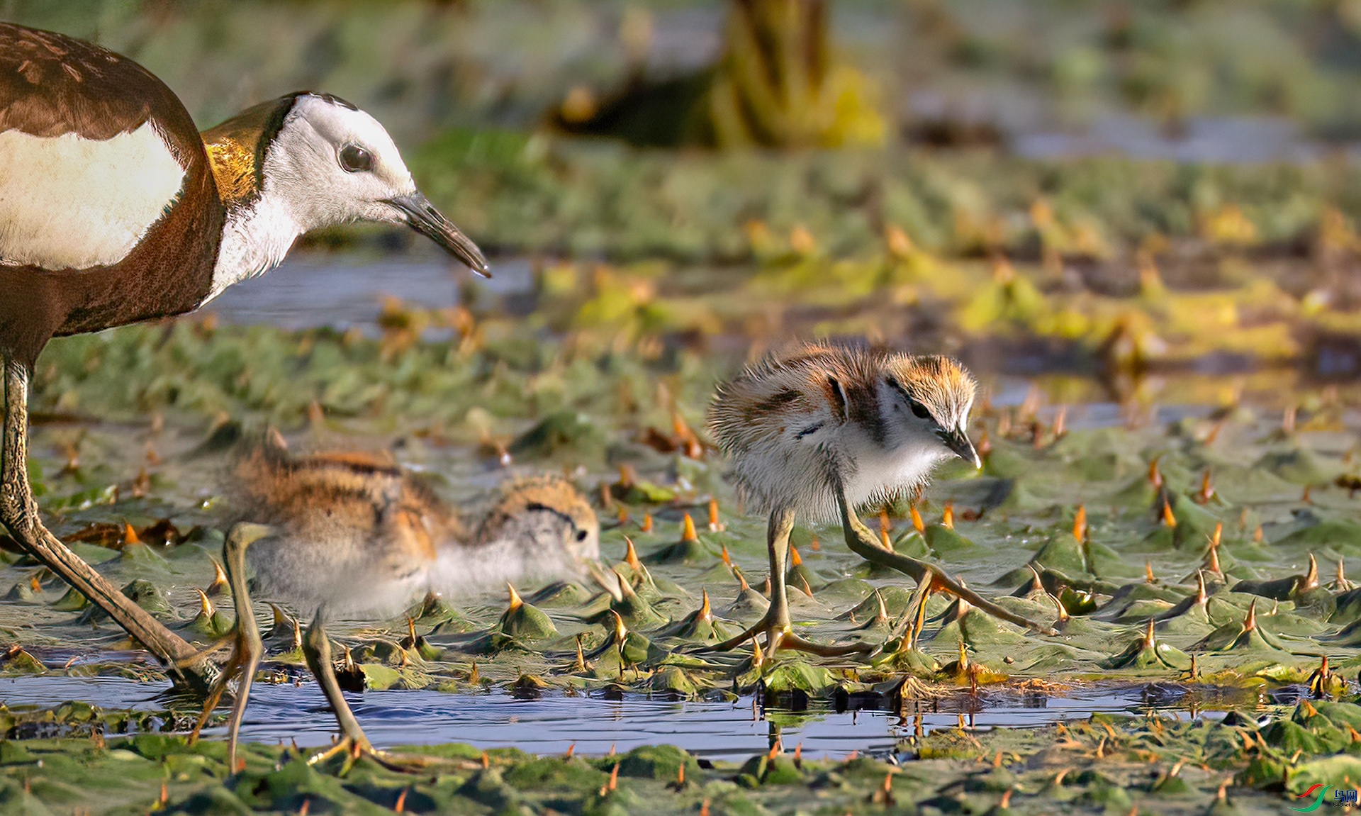 407A4303 ����-Sh---1 .jpg