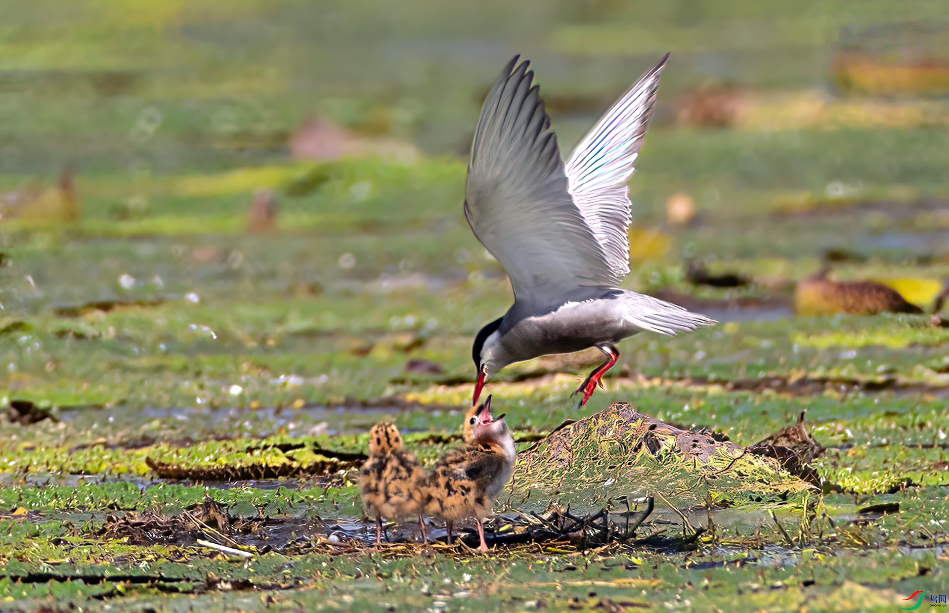 407A3827 ����-Sh----1 .jpg