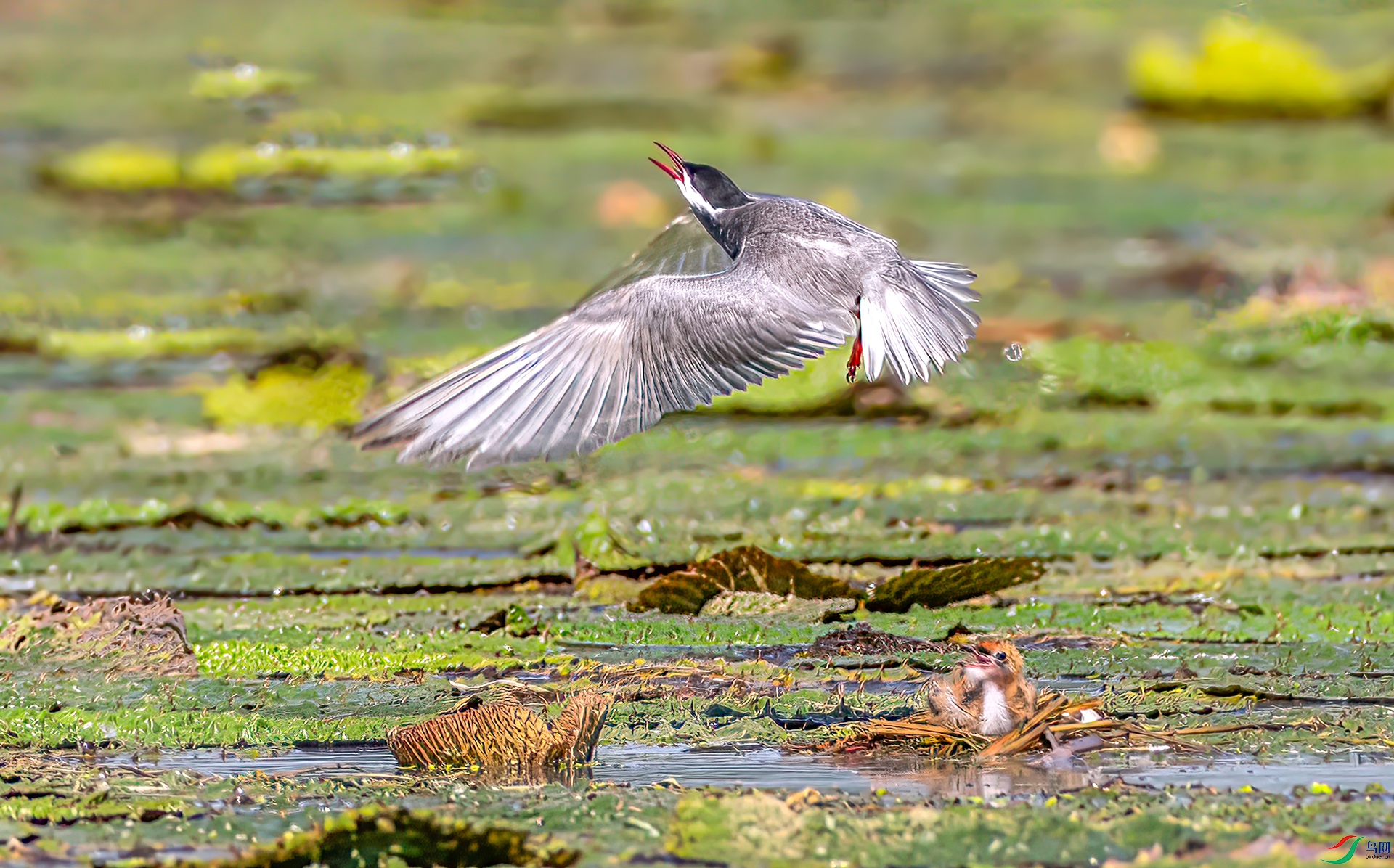 407A3805 ����-Sh----1 .jpg