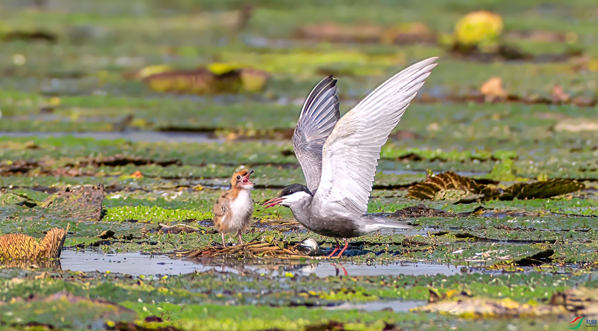 407A3592 ����-Sh---1 .jpg