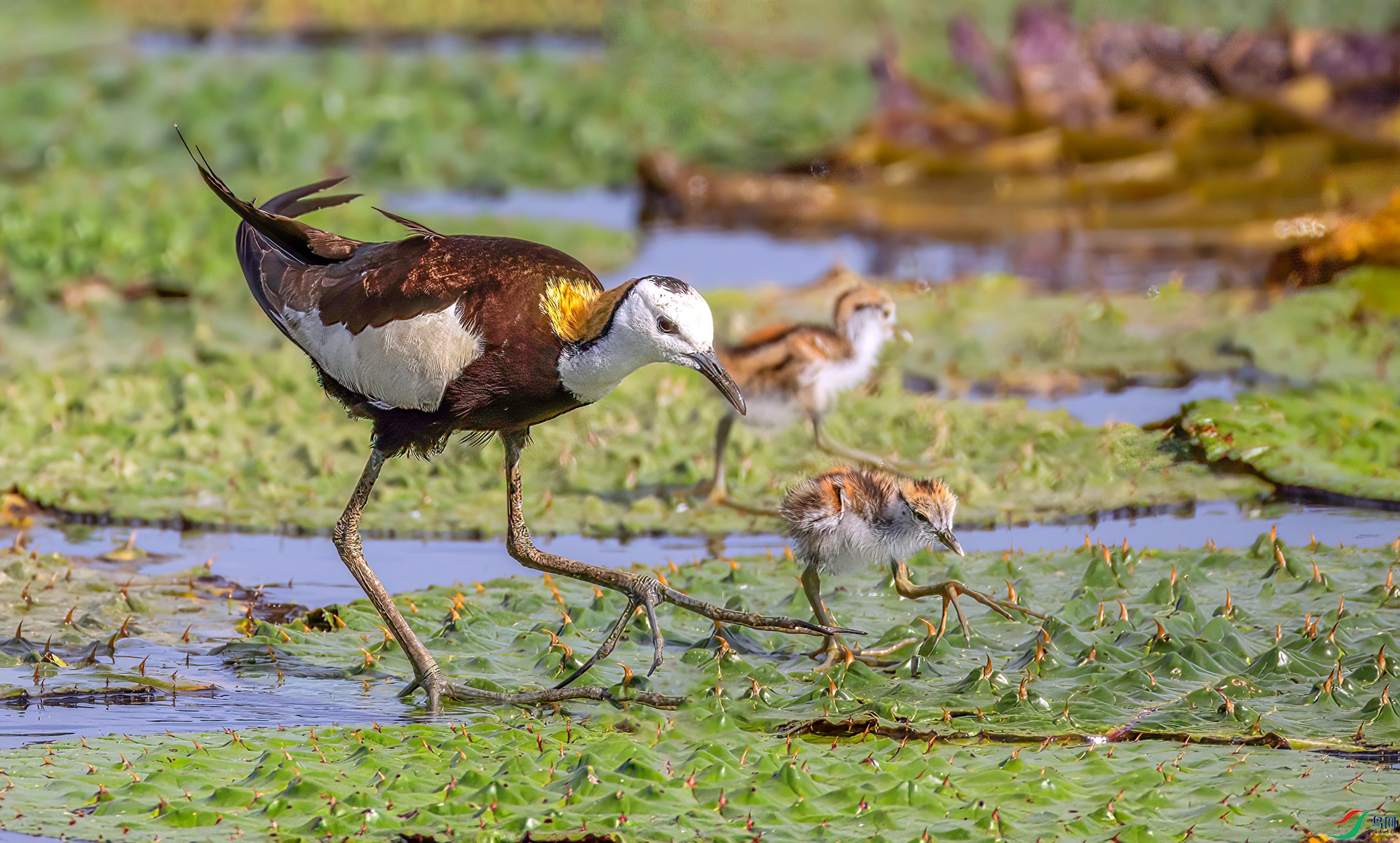 407A4760 ����-Sha----1 .jpg