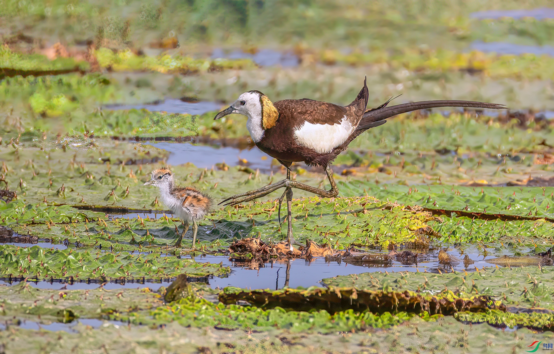 407A4733 ����-Sh---1 .jpg