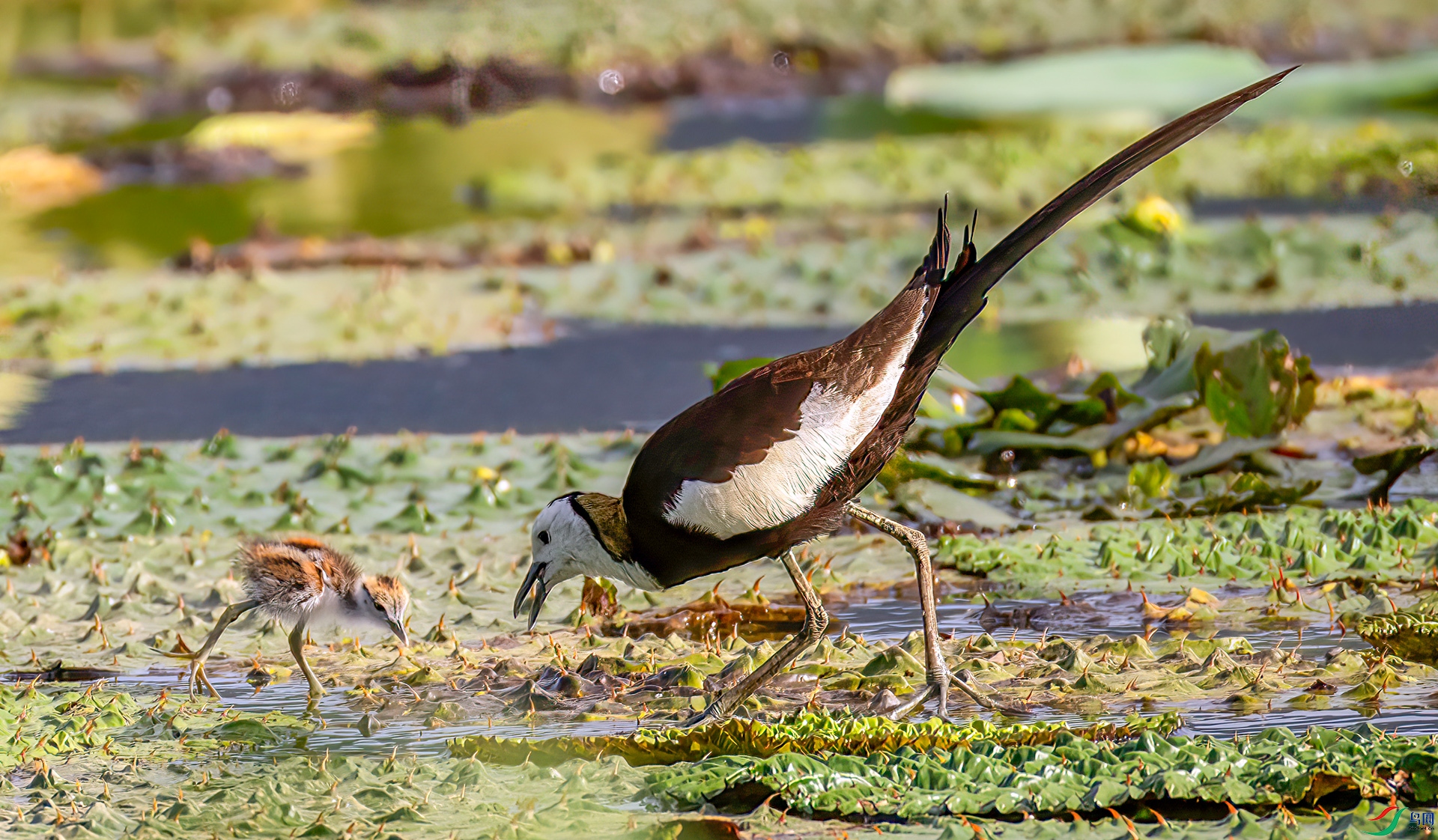 407A1101 ����-Sh---1 .jpg