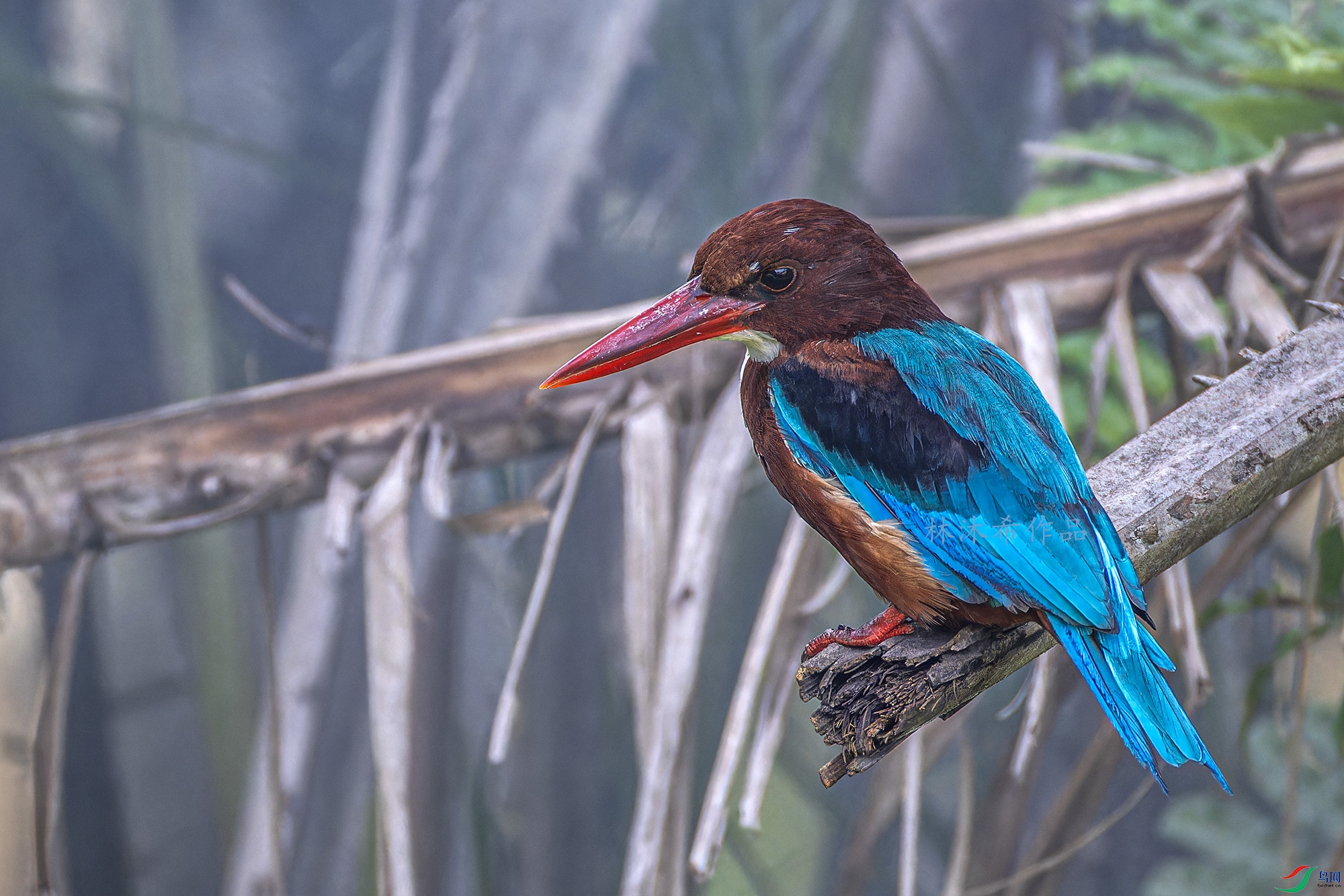 _97A4506-CR3 copy.jpg