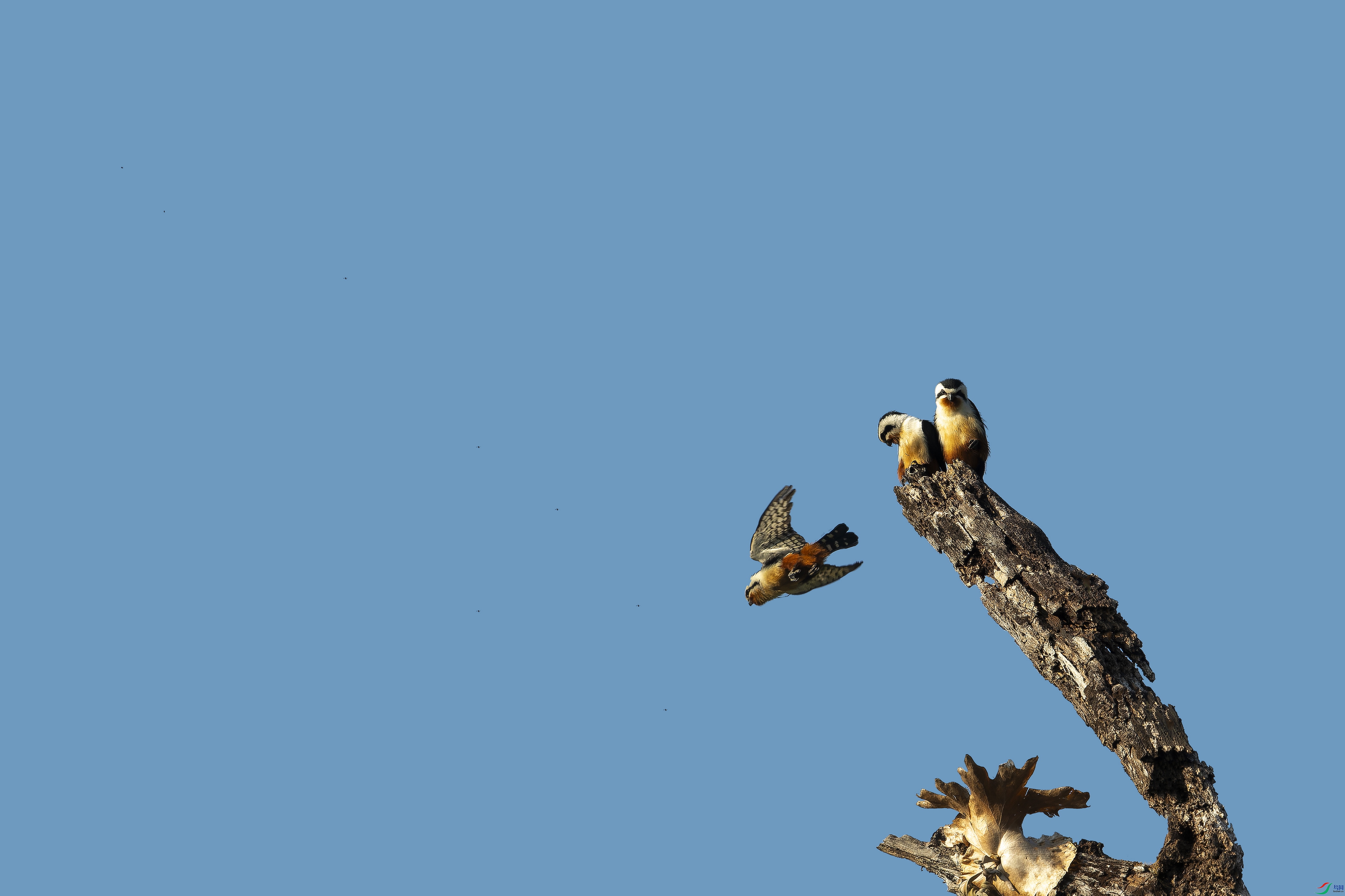 ����С�� (2)-2.jpg