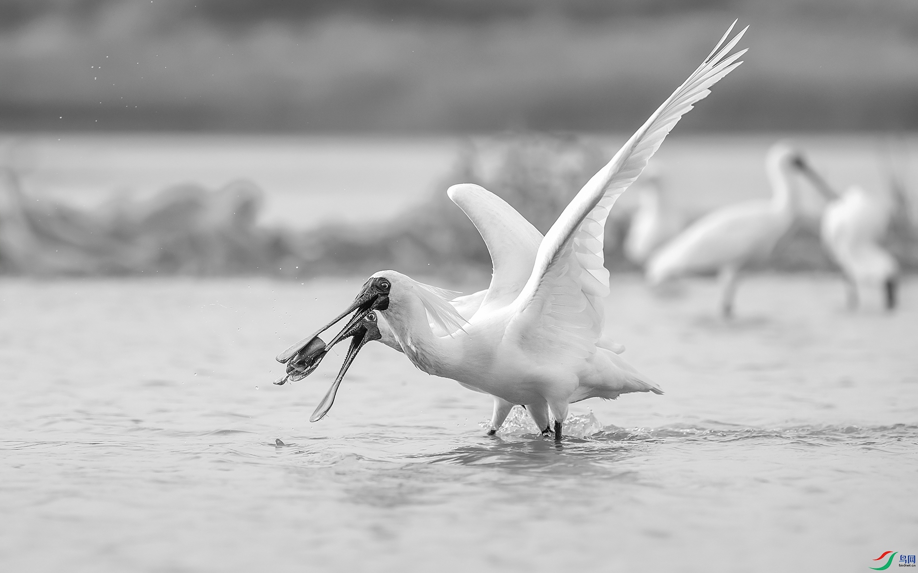 DSC_4192 ����.jpg