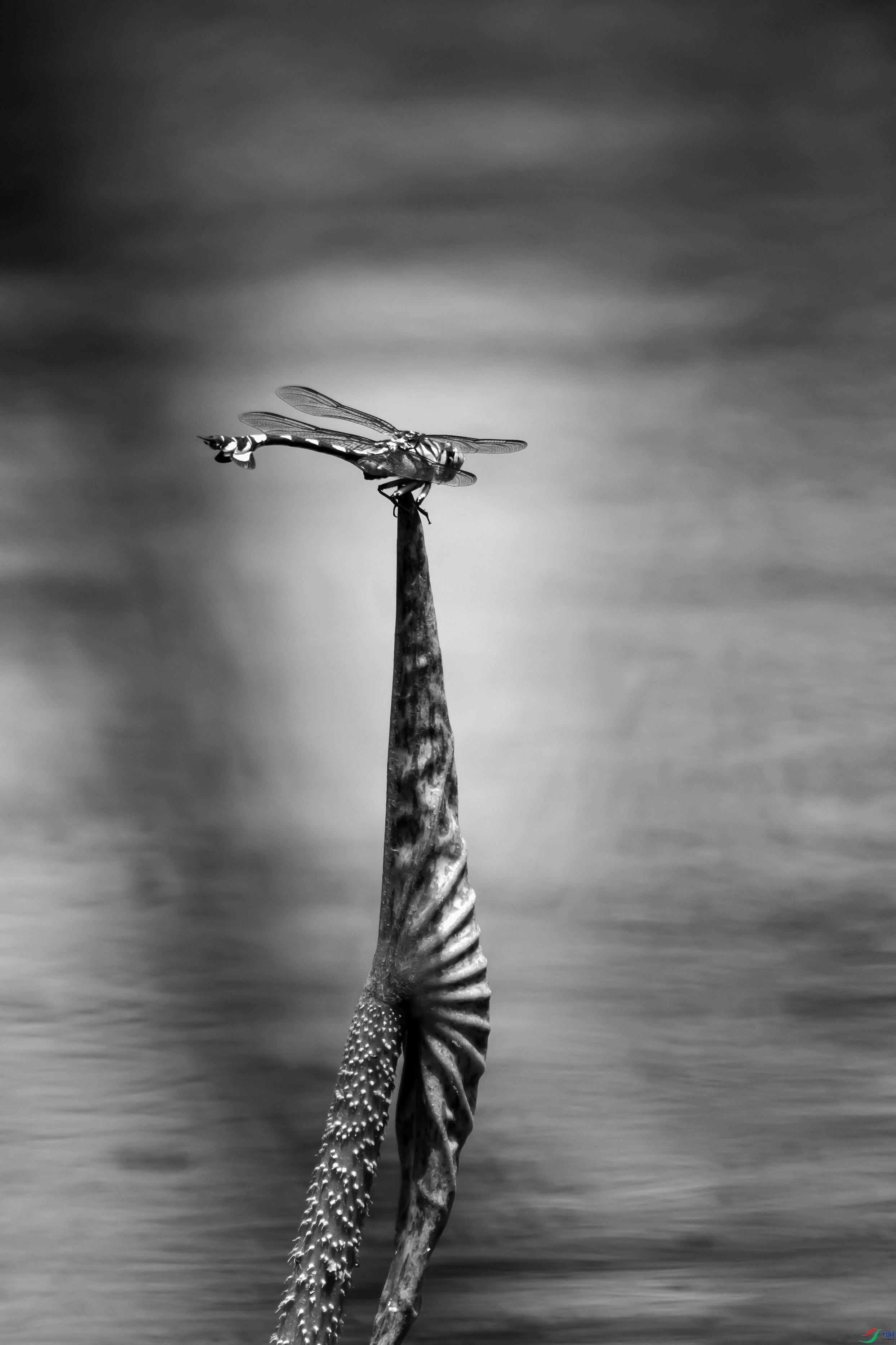 DSC_2362 ����.jpg