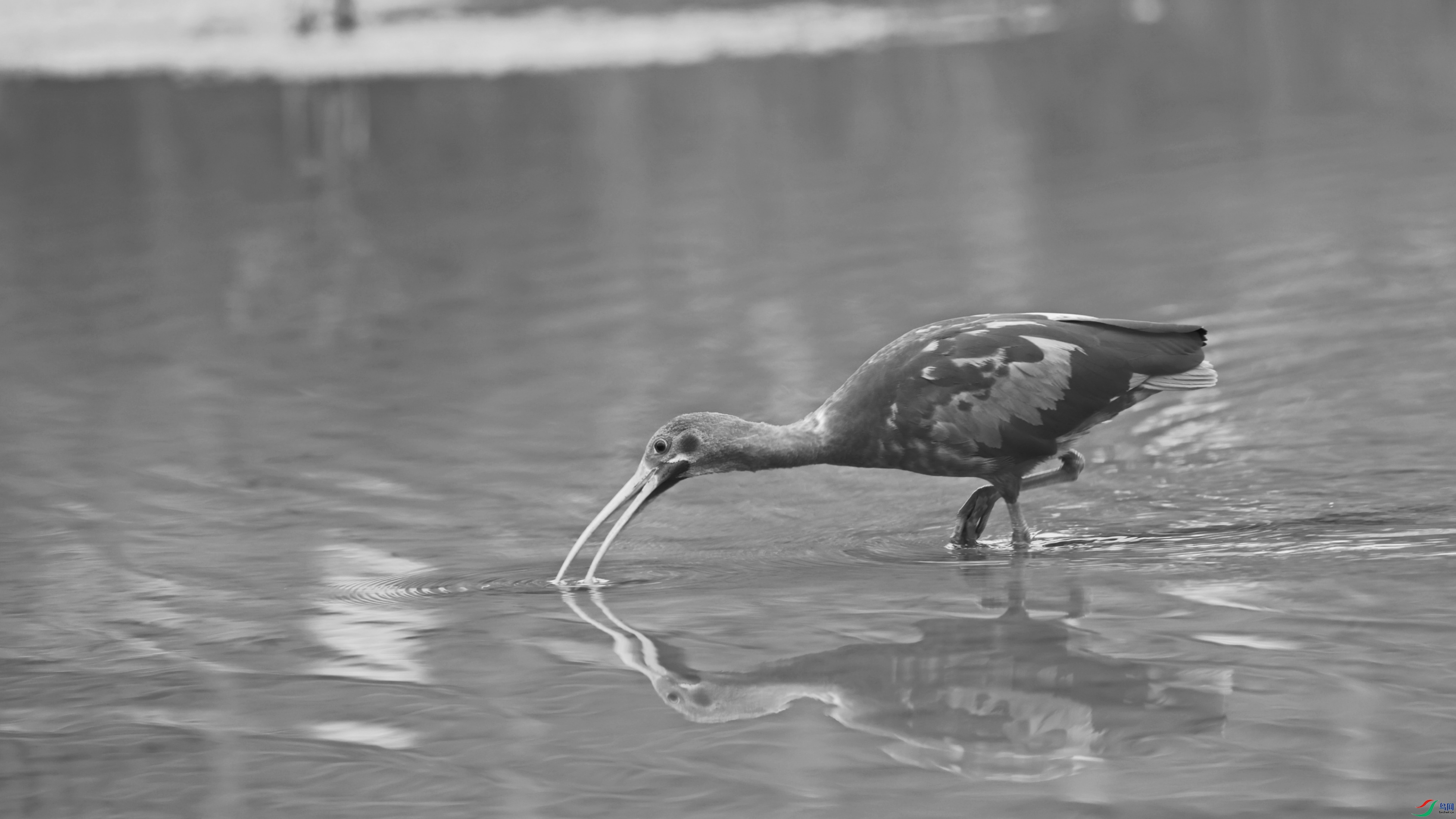 2F6A0438 (2)_����_����.jpg