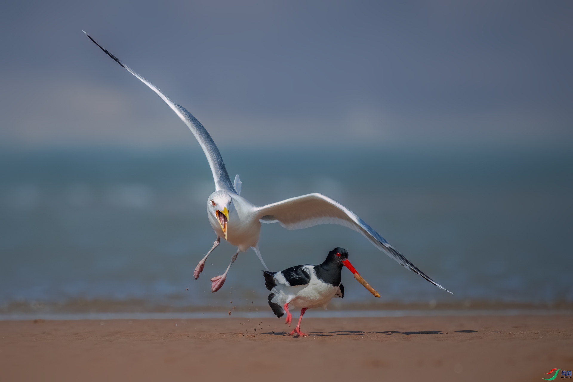 ��Ÿ������