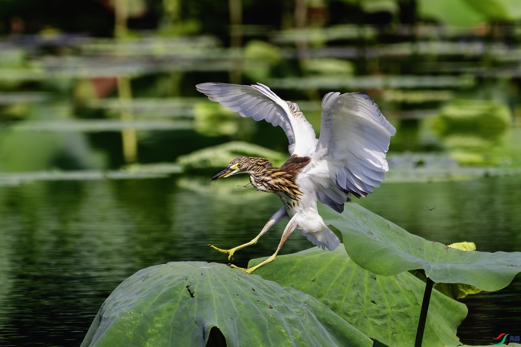 ������չ��