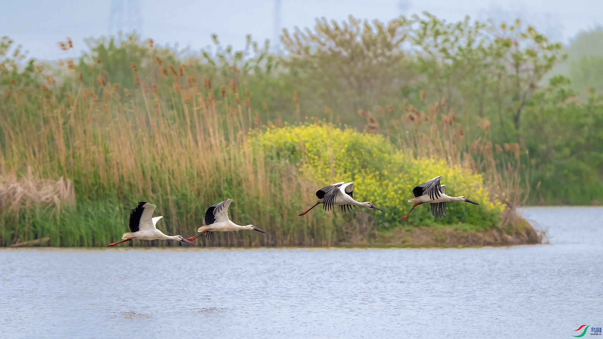 _DSC4512 ����ih.jpg