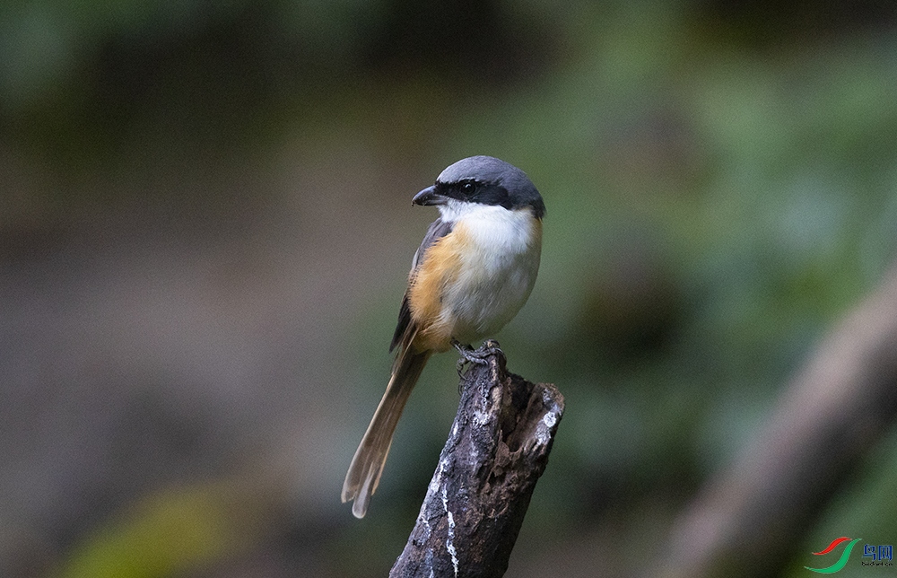 ��β���� (2).jpg