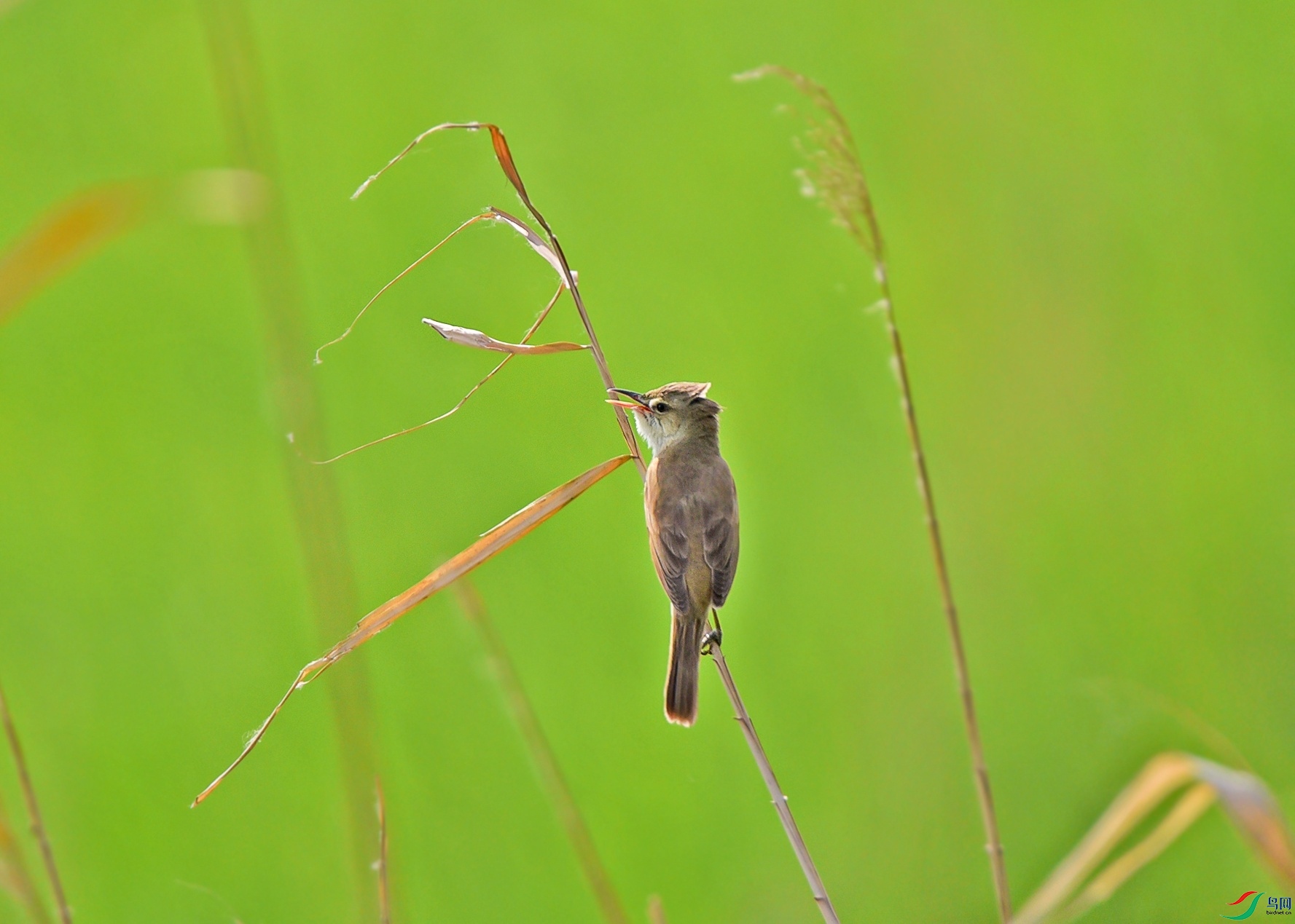 DSC_9156f.jpg