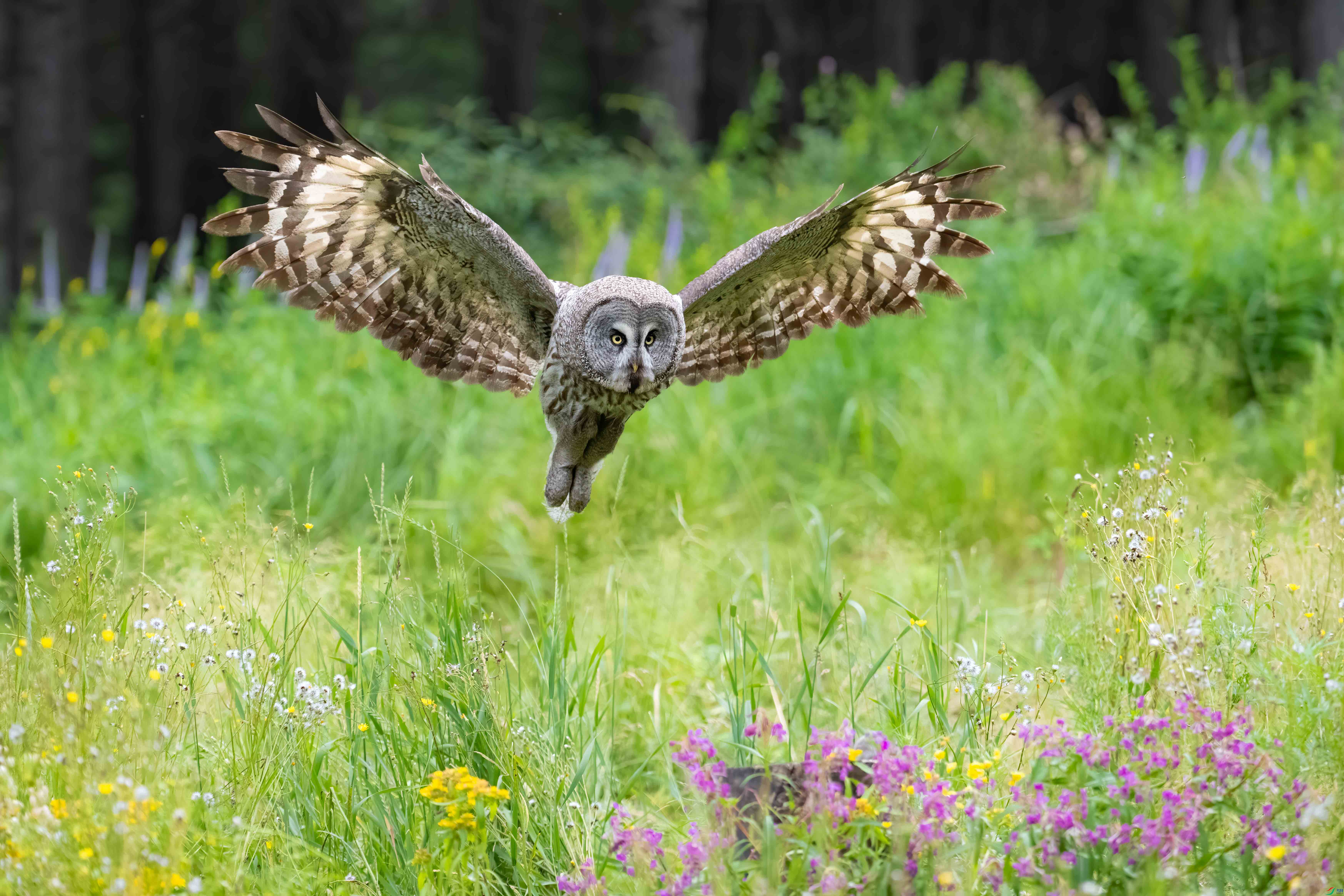 DSC_5148sen2023-7-21-1-�༭-4.jpg