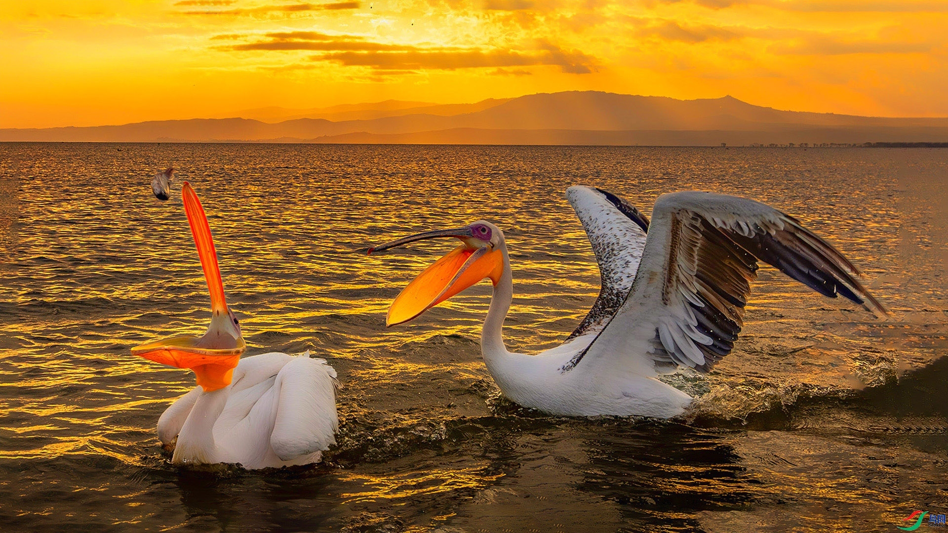 ÿ��һͼ ����  ���� ����.jpg