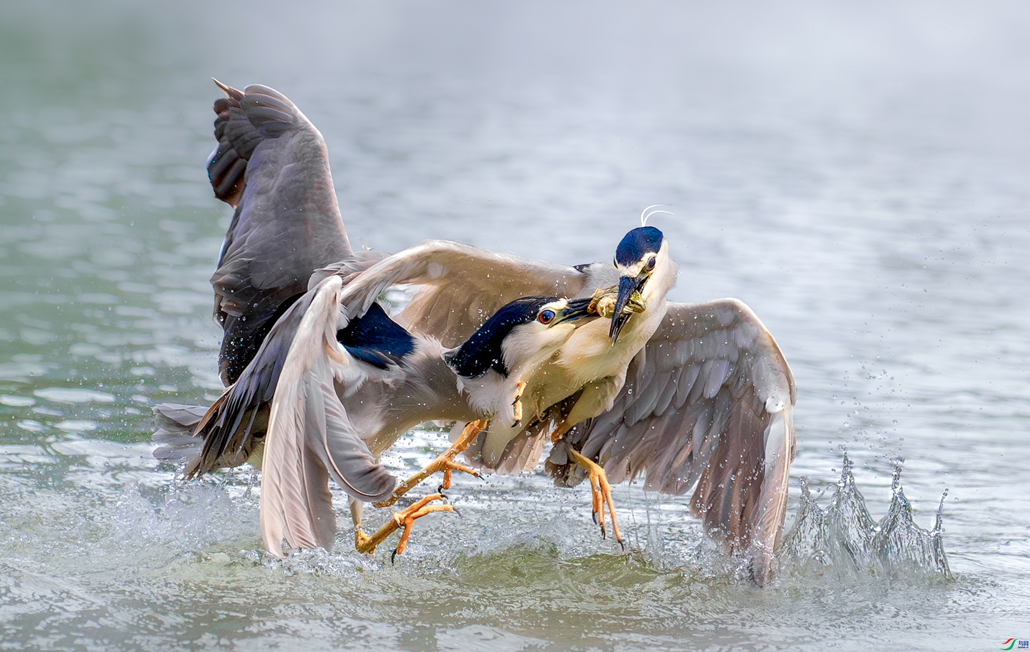 ˫����ʳ  ���� ���� ����.jpg