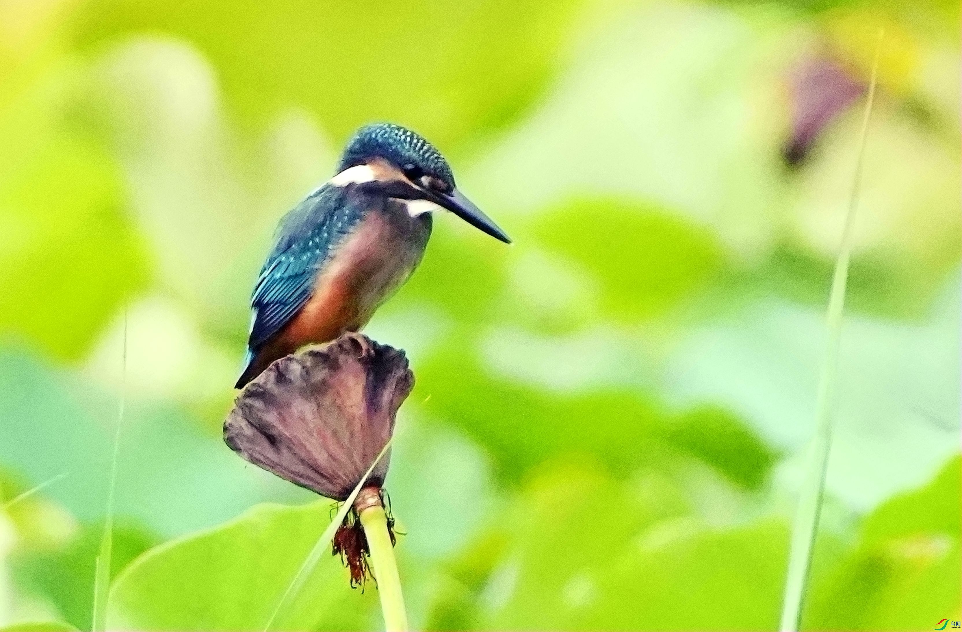 ����ˮ��DSC04365_����.jpg