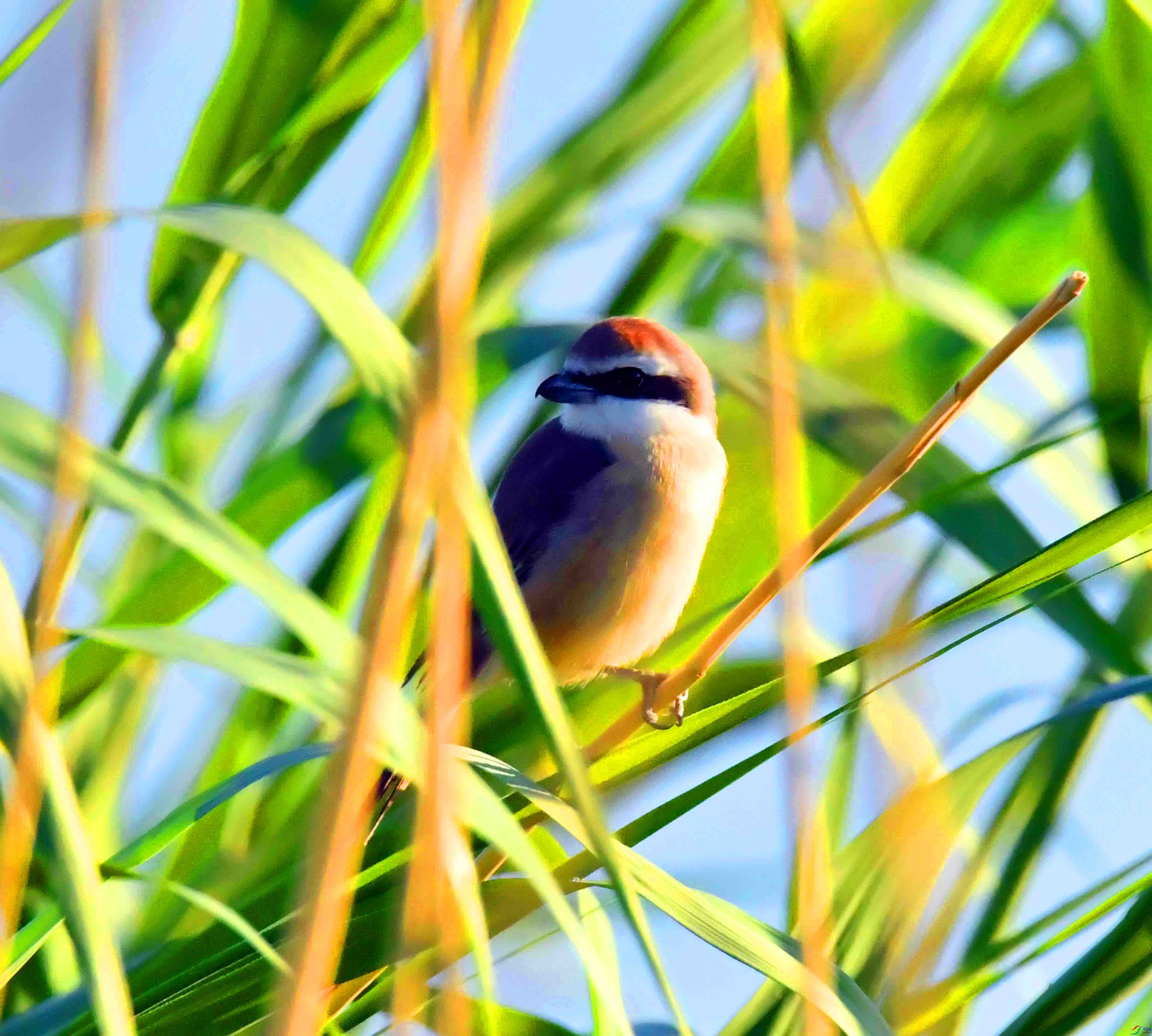 DSC_9434.JPG