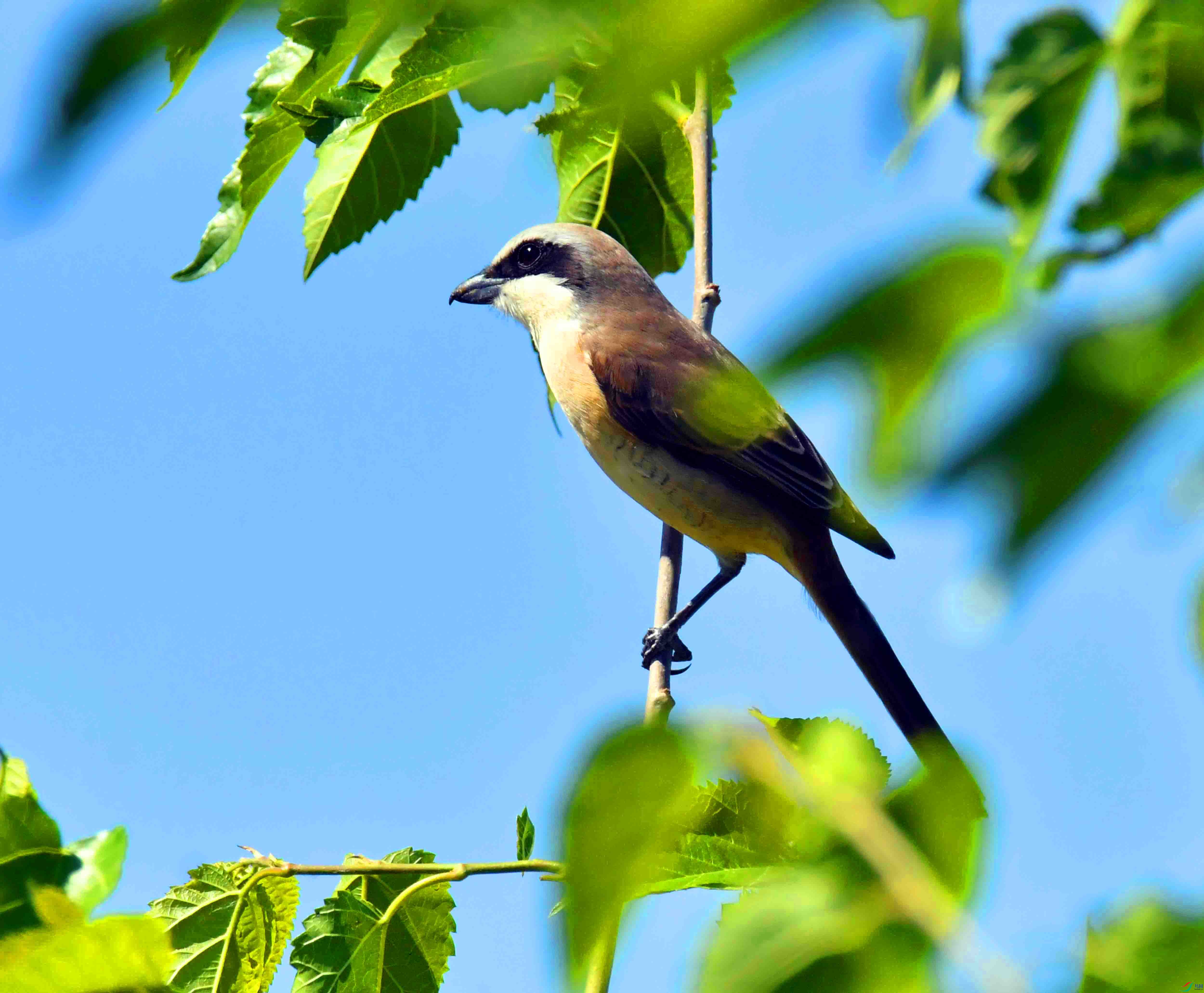 DSC_9603.JPG