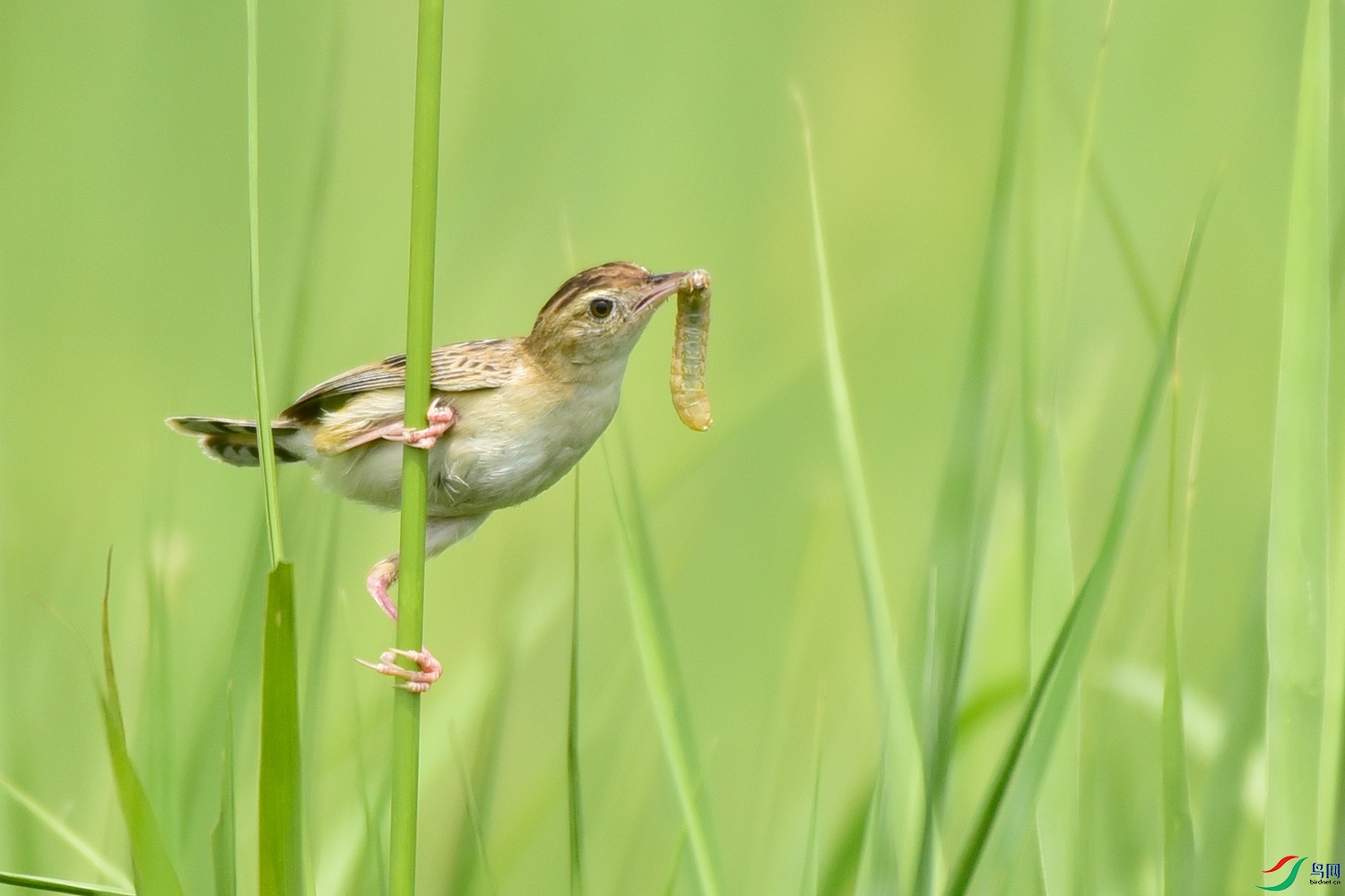 Picture 20954880.jpg