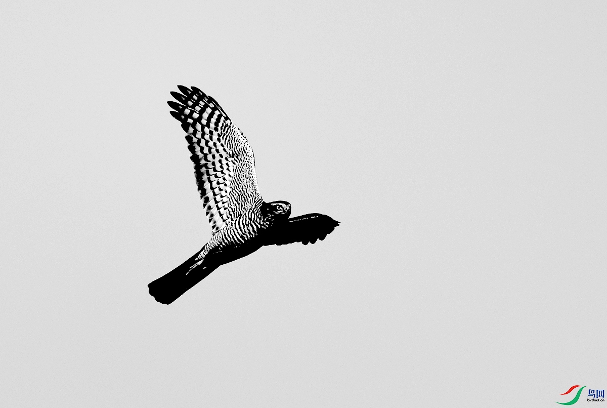 3A0021ȸӥ-24.JPG