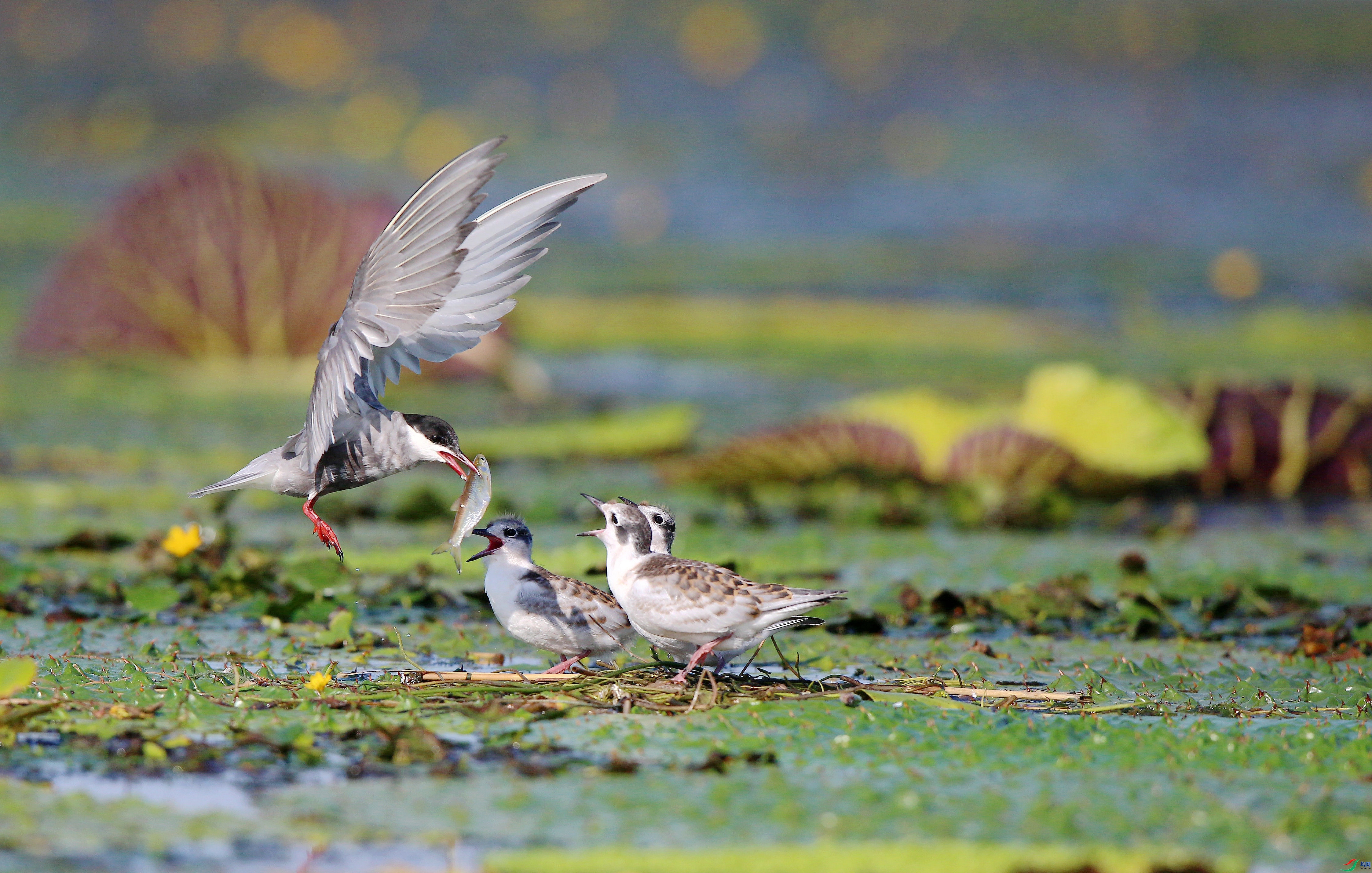 ����  ���� ��Ƭ��� ��һ.jpg