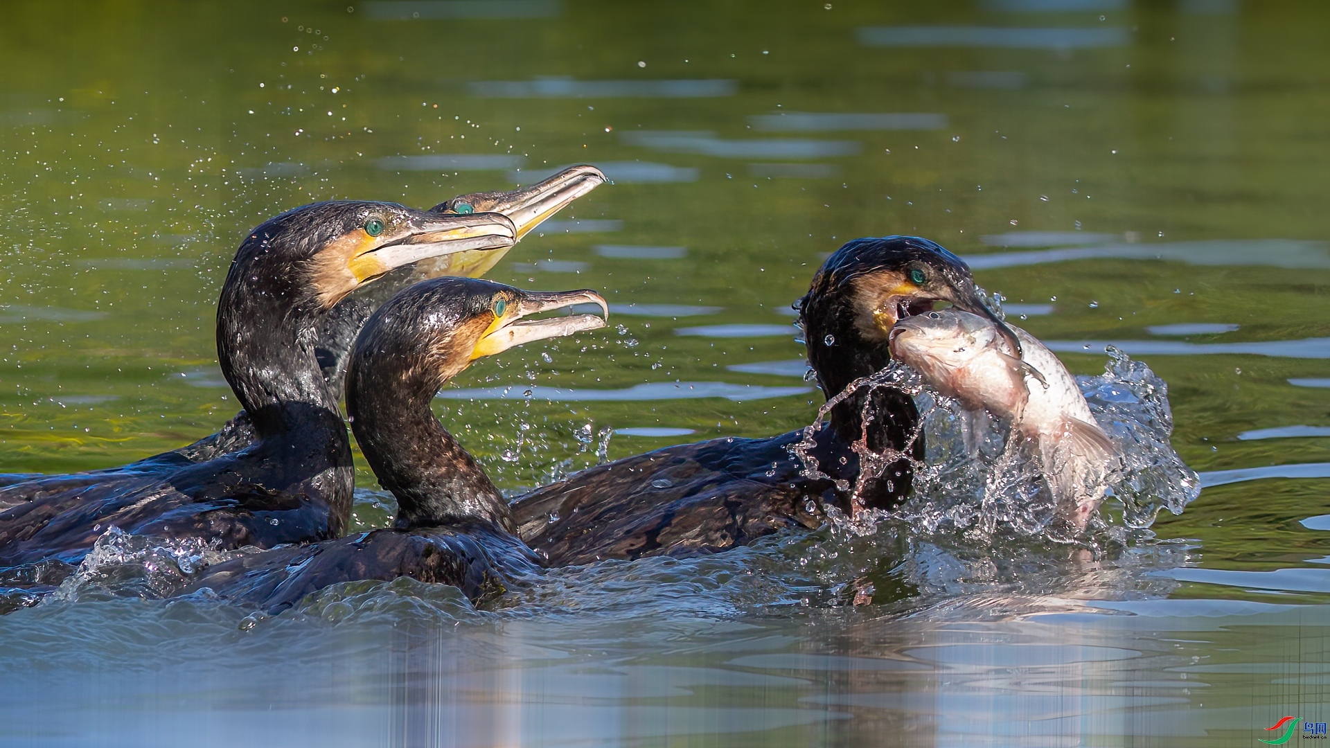 �ô����  �������� �ܶ�.jpg