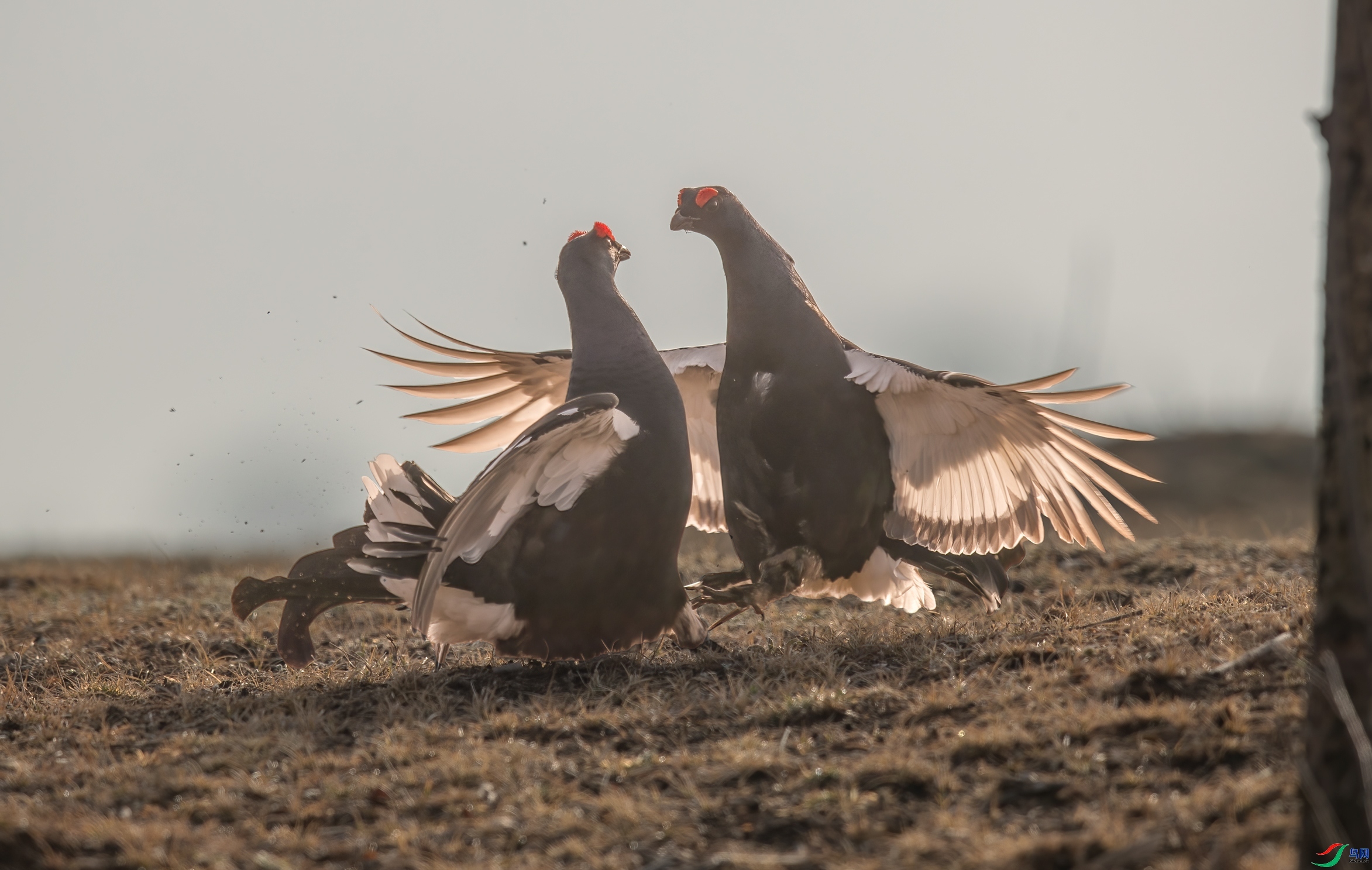 �峿��ս--���ټ� ���� һ·���� �ܶ�.jpg