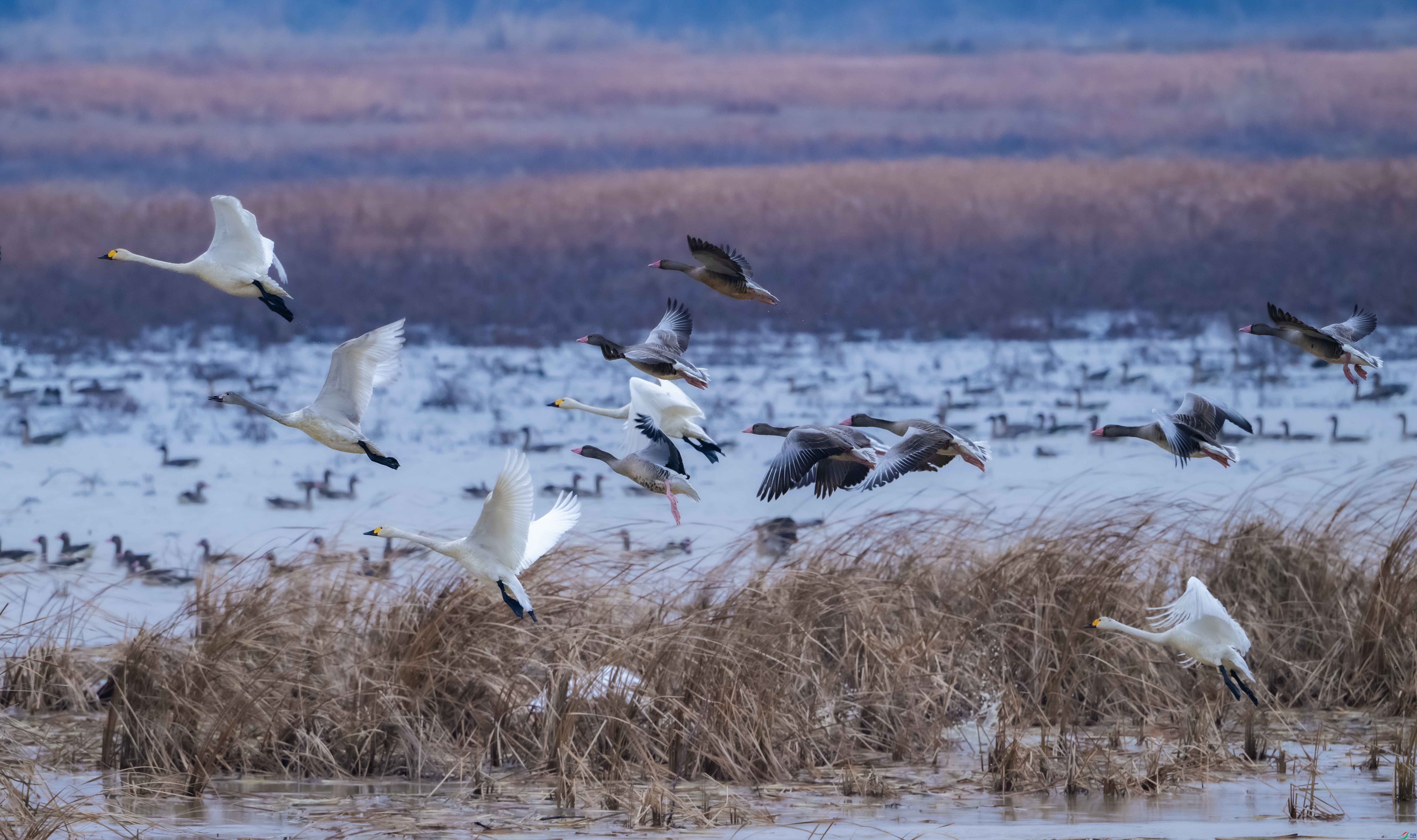 ����붹�����