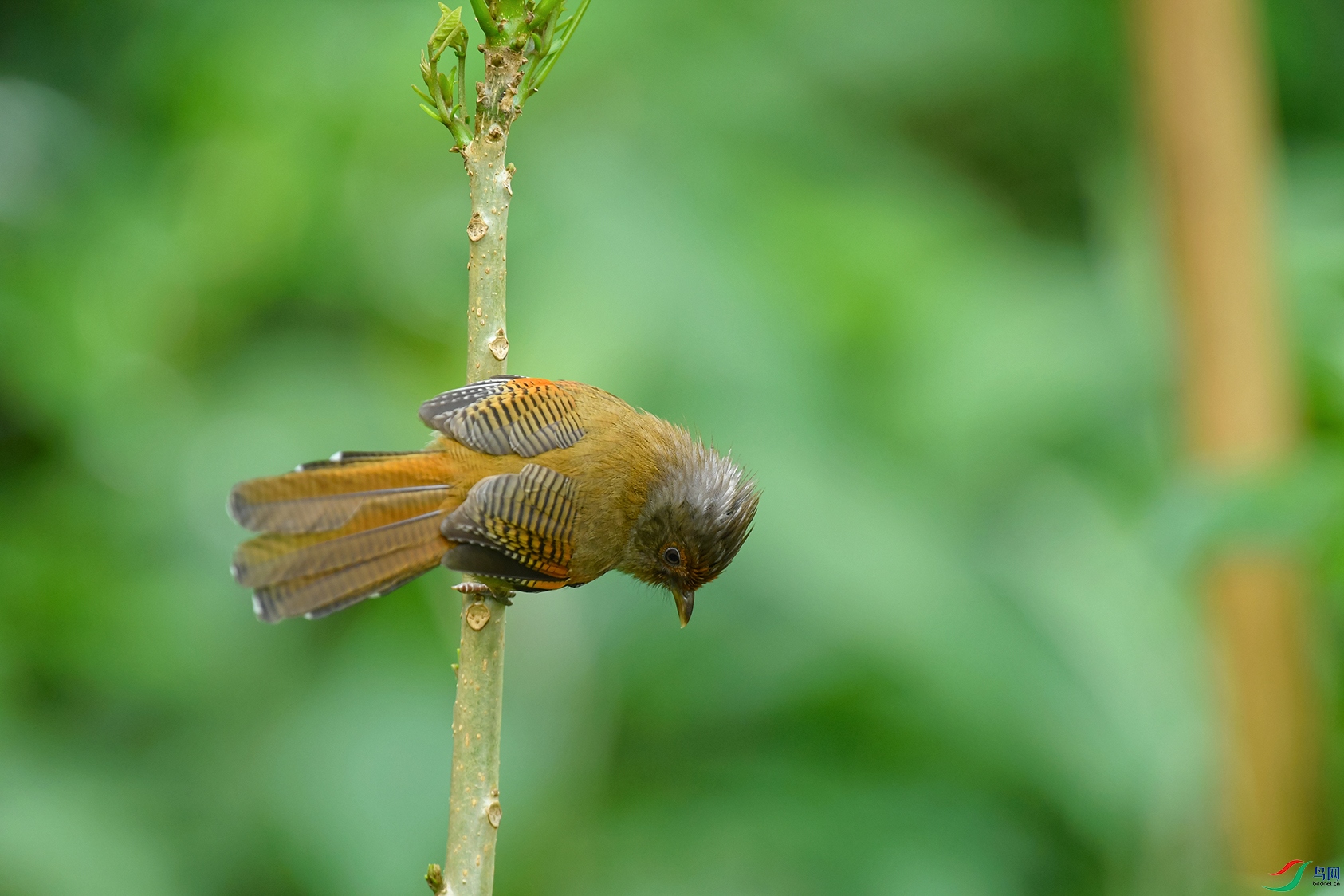 DSC_4715_DxOa.jpg