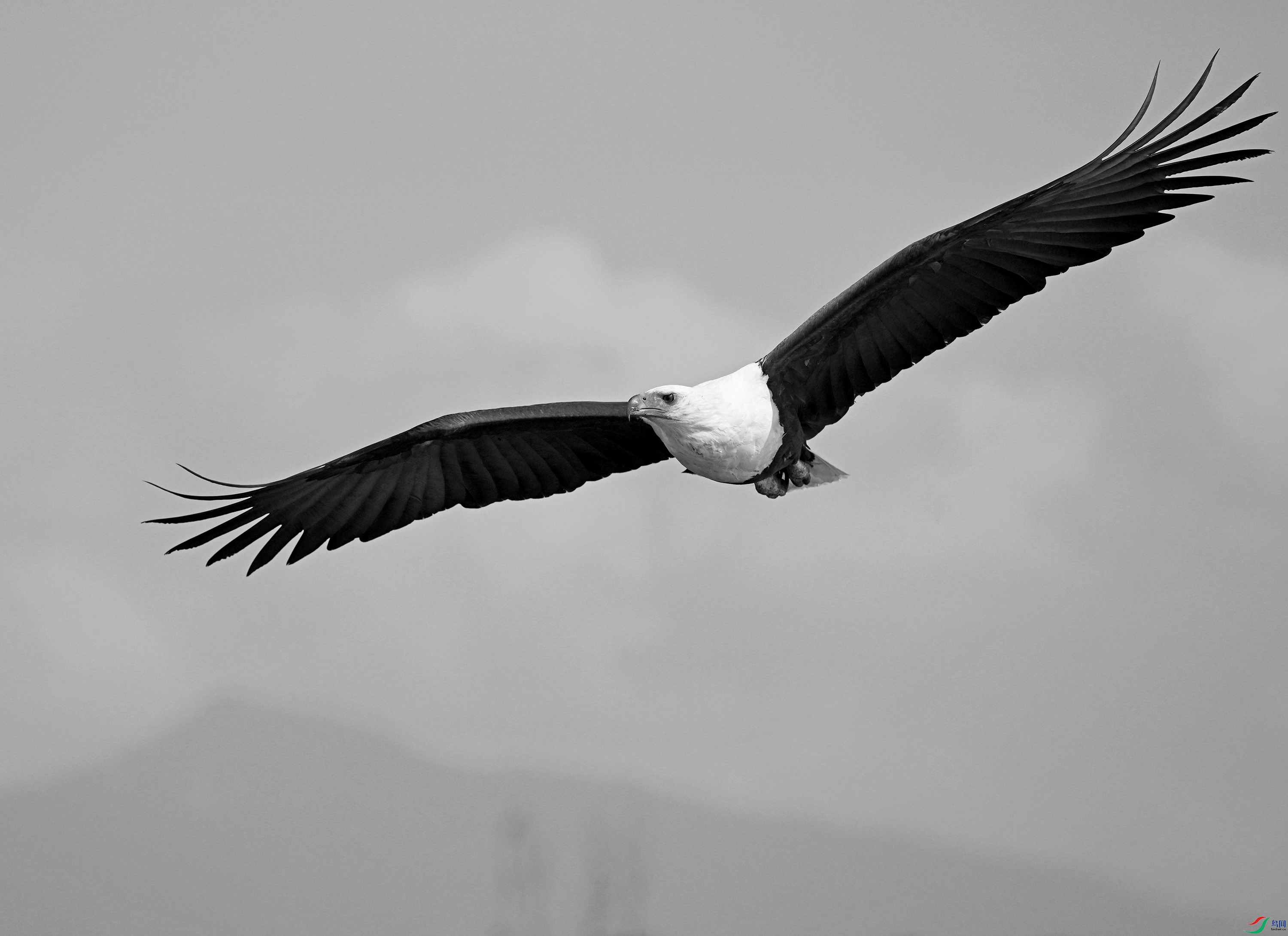 DSC_8296 - ����.JPG