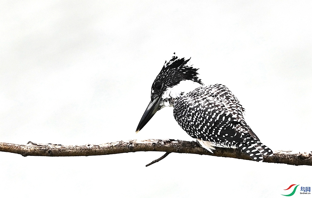 DSC_7754.JPG