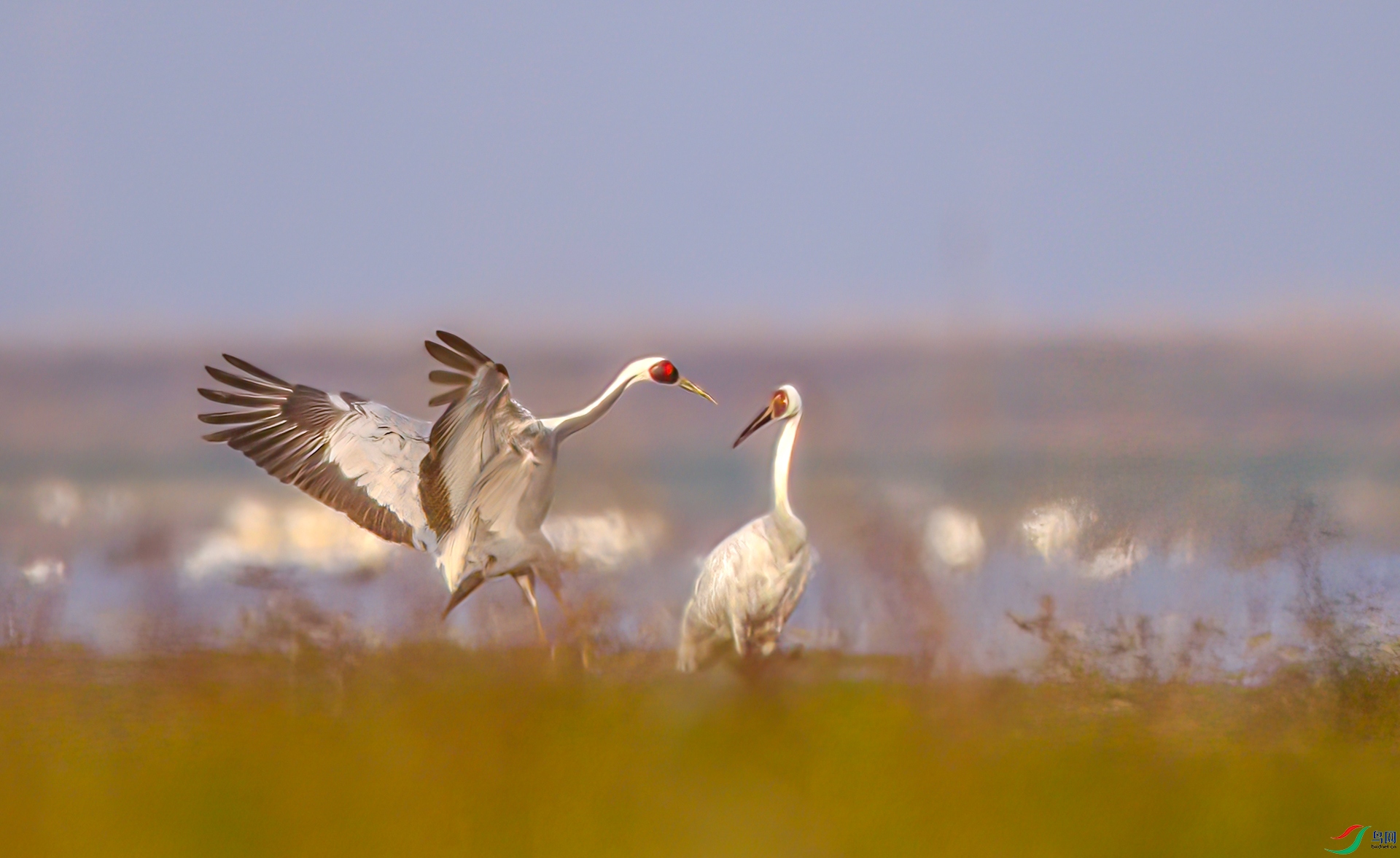 407A1494-Sh----1 .jpg