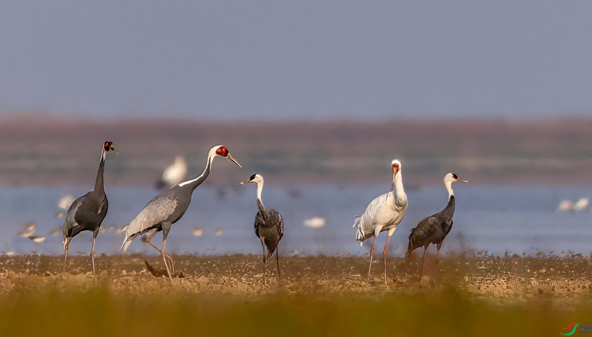 407A1536 ����-Sh----1 .jpg