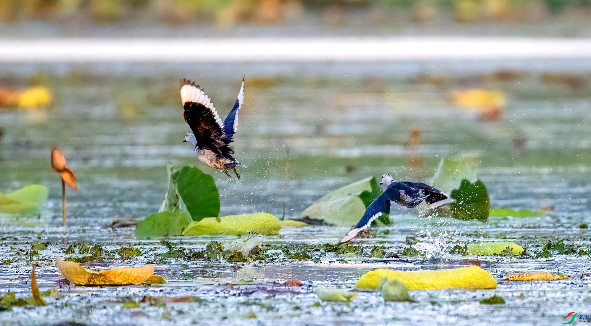 407A4785 ����-Sh---1 .jpg