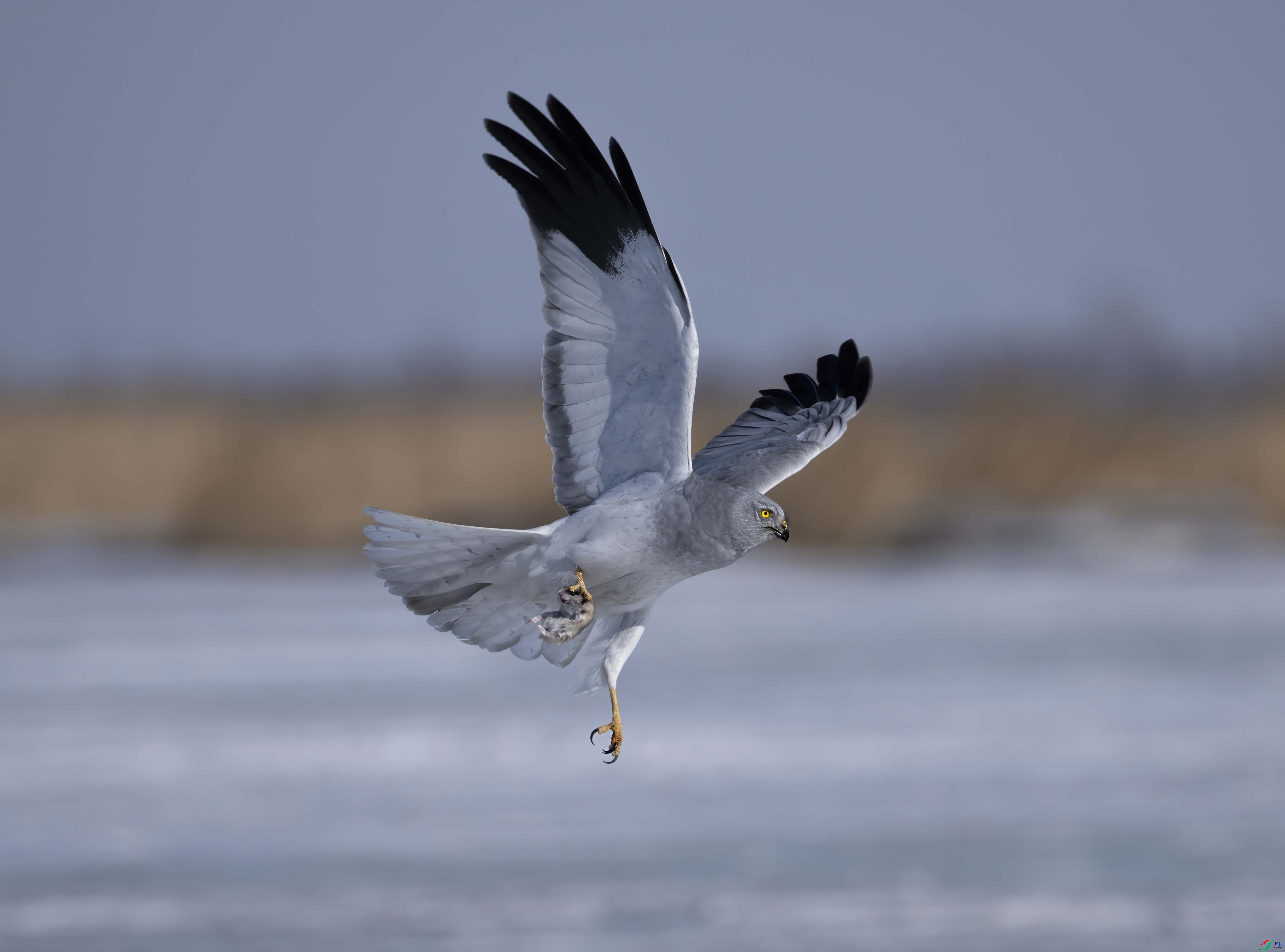 DSC_25452 ����.jpg