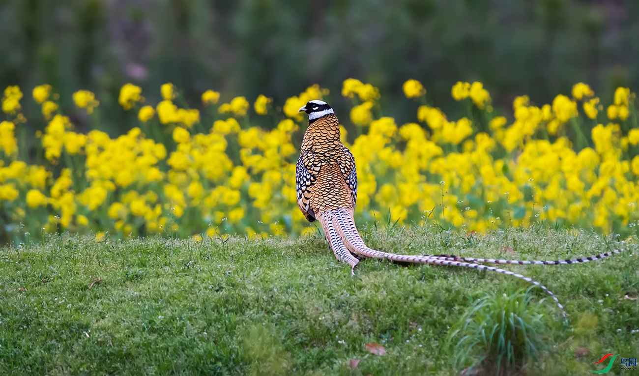 DSC_1468.jpg