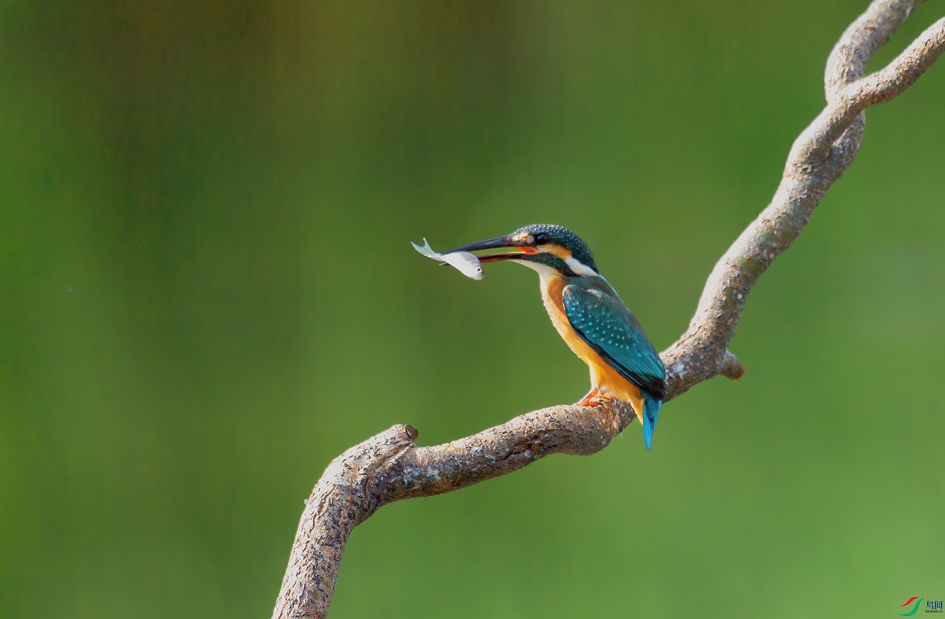 DSC_5237 -1.jpg