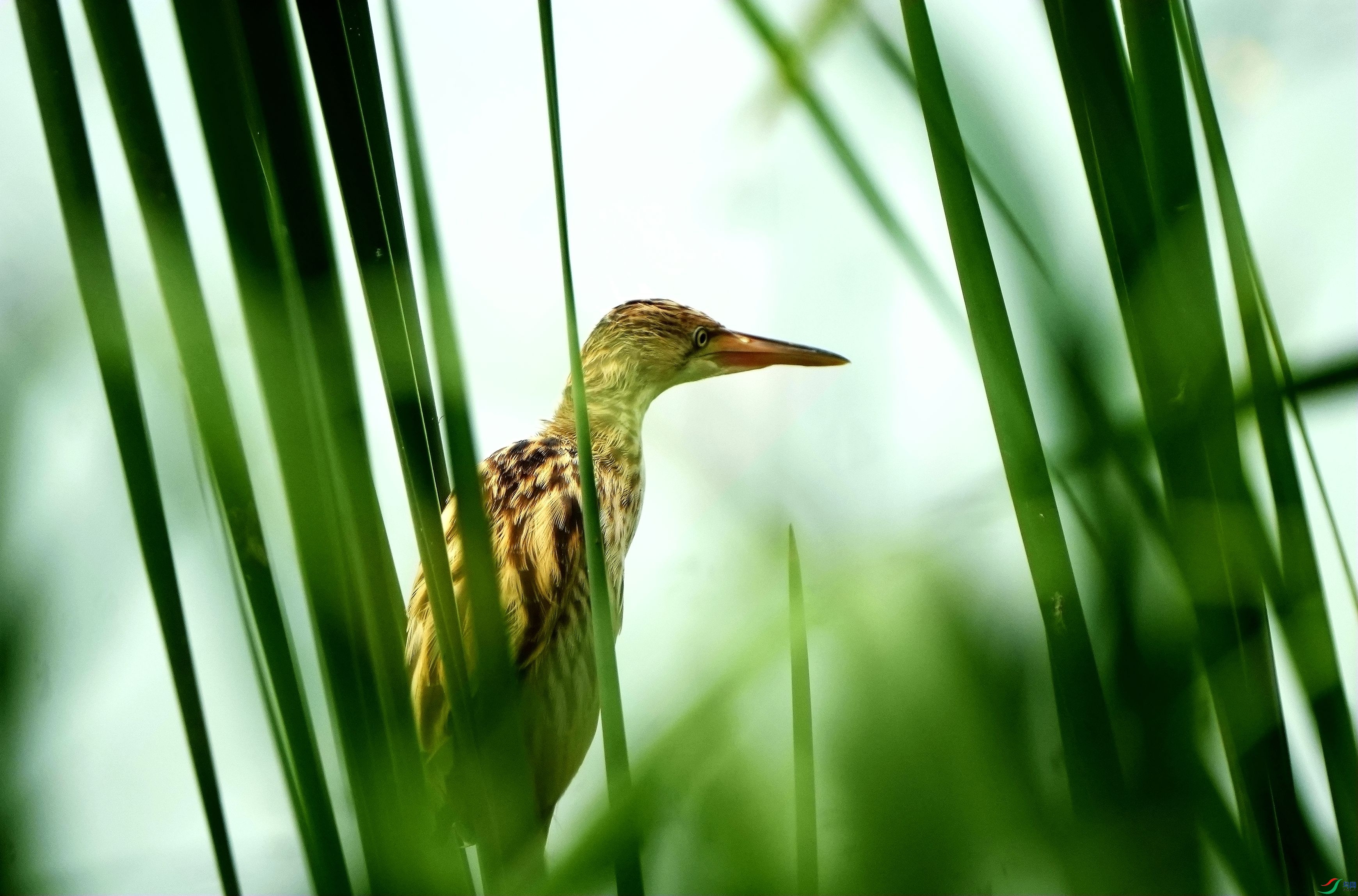 ����«έ��DSC03320_����.jpg