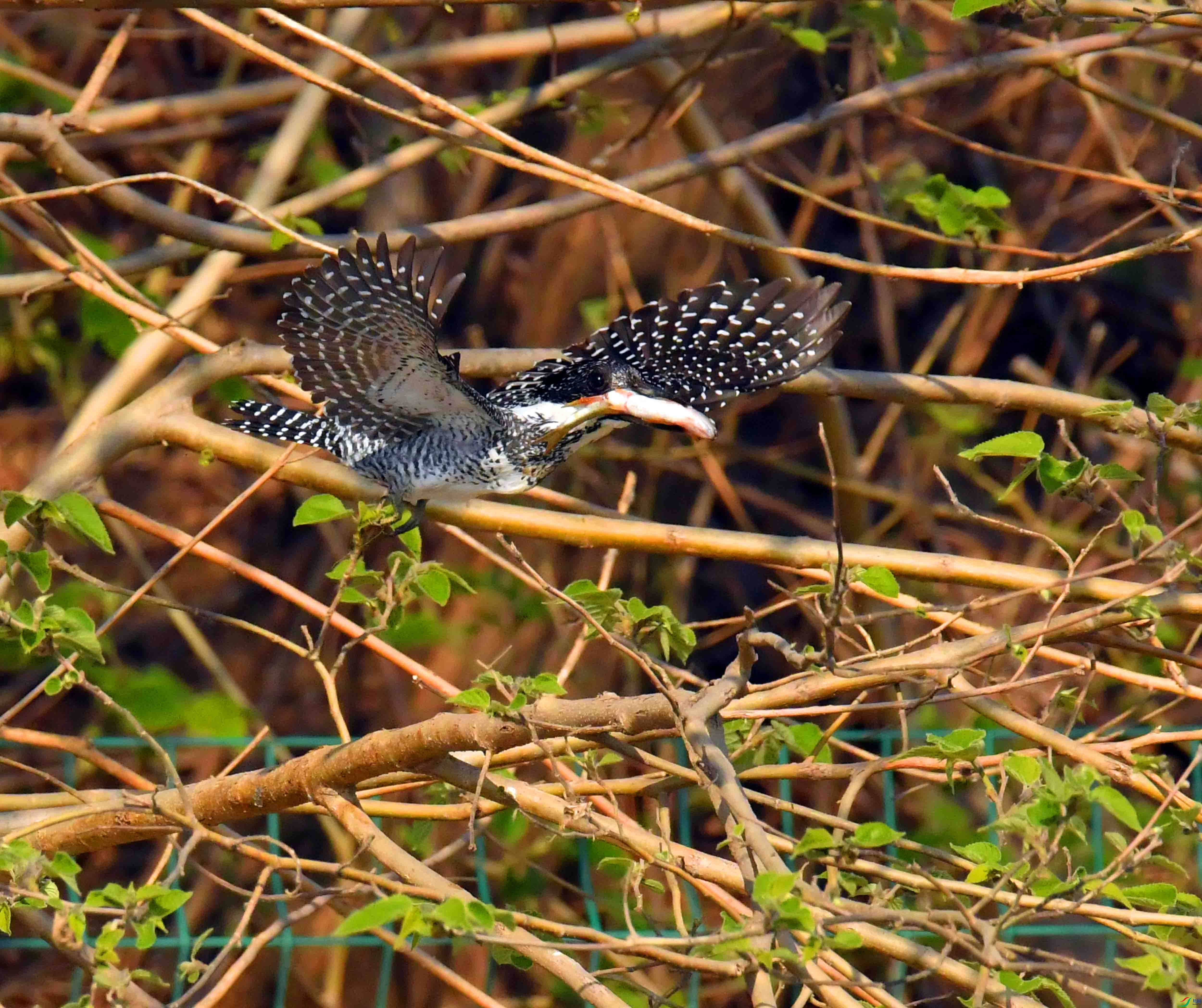 DSC_0459.JPG