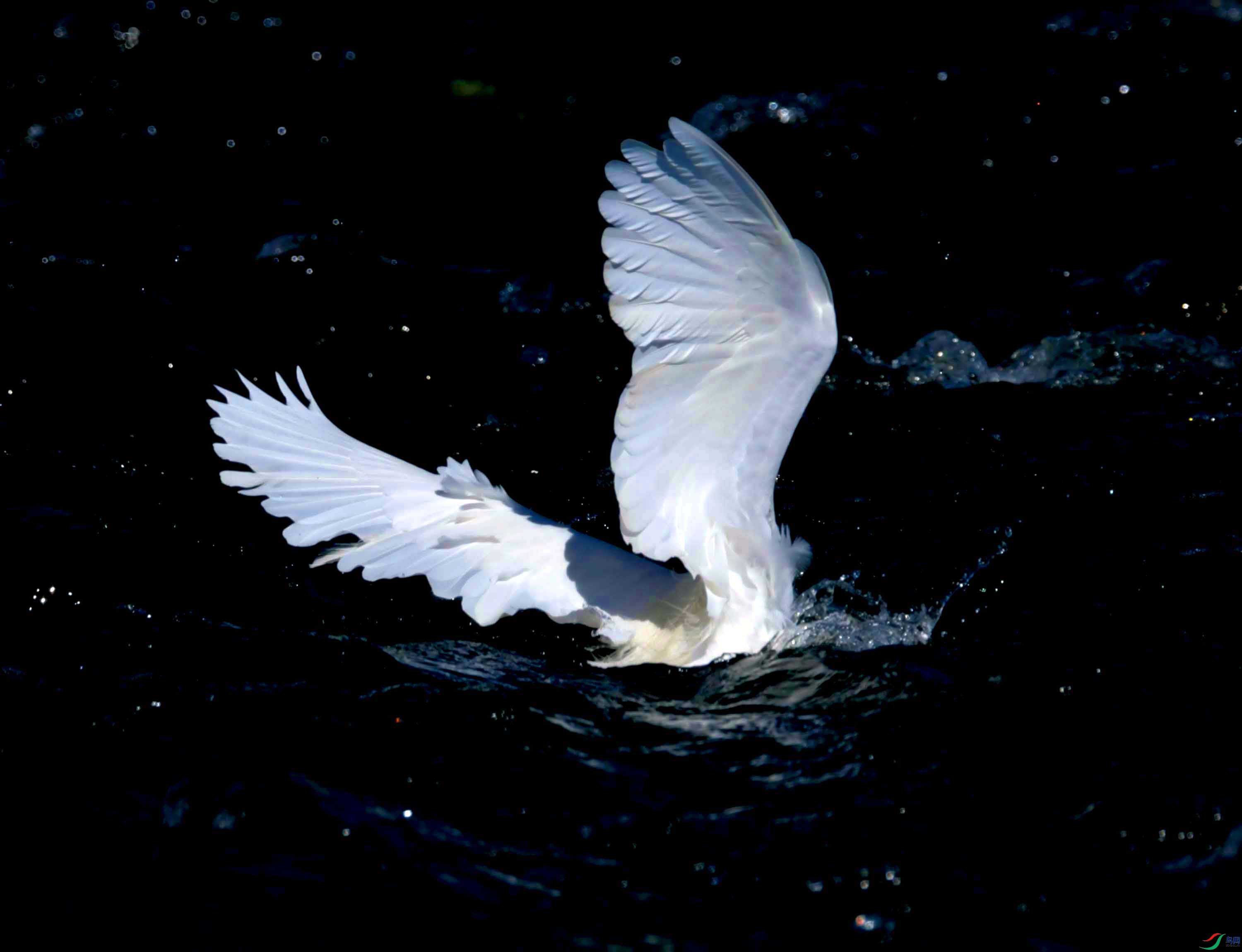 DSC_4317.JPG
