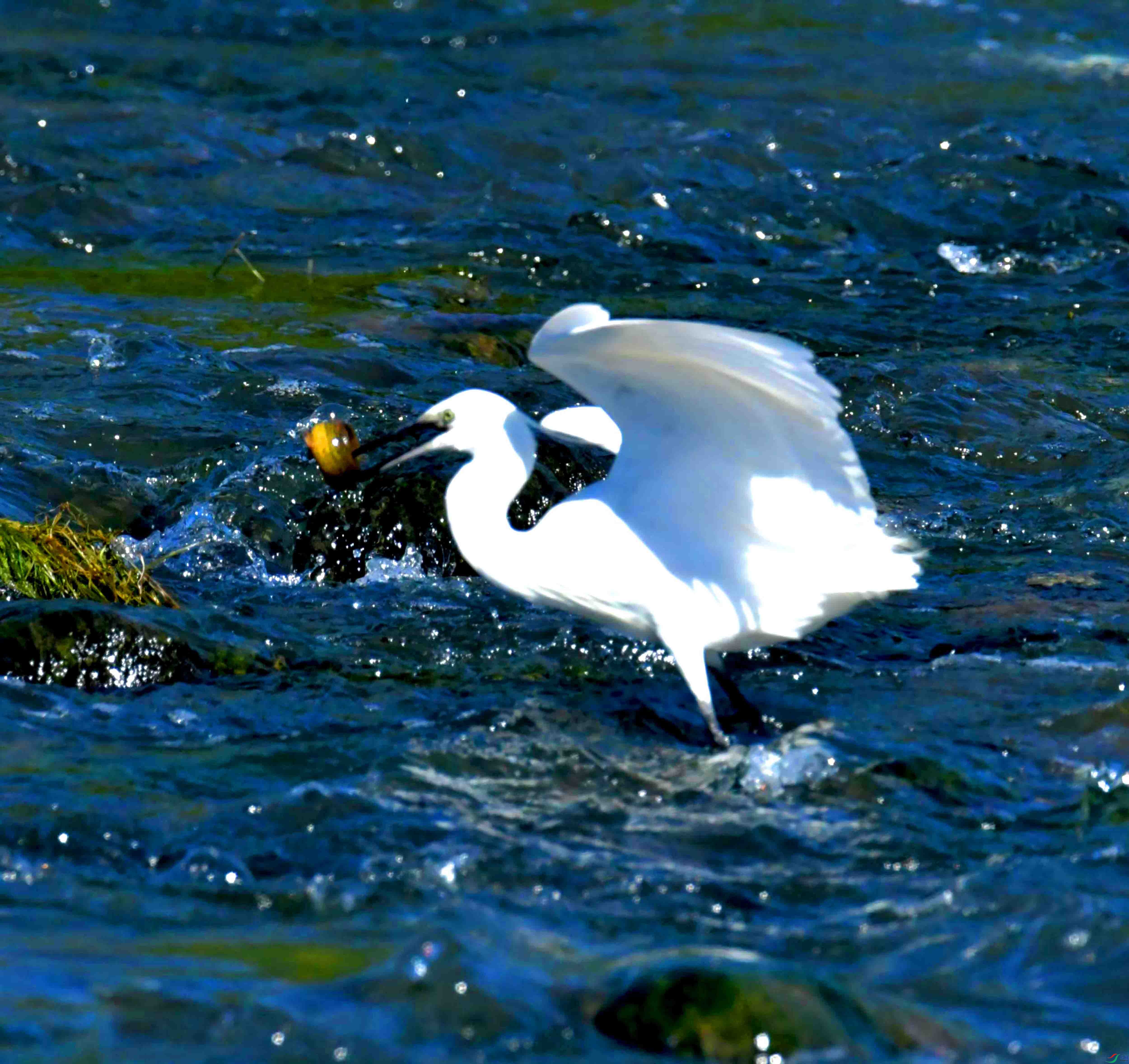 DSC_4322.JPG